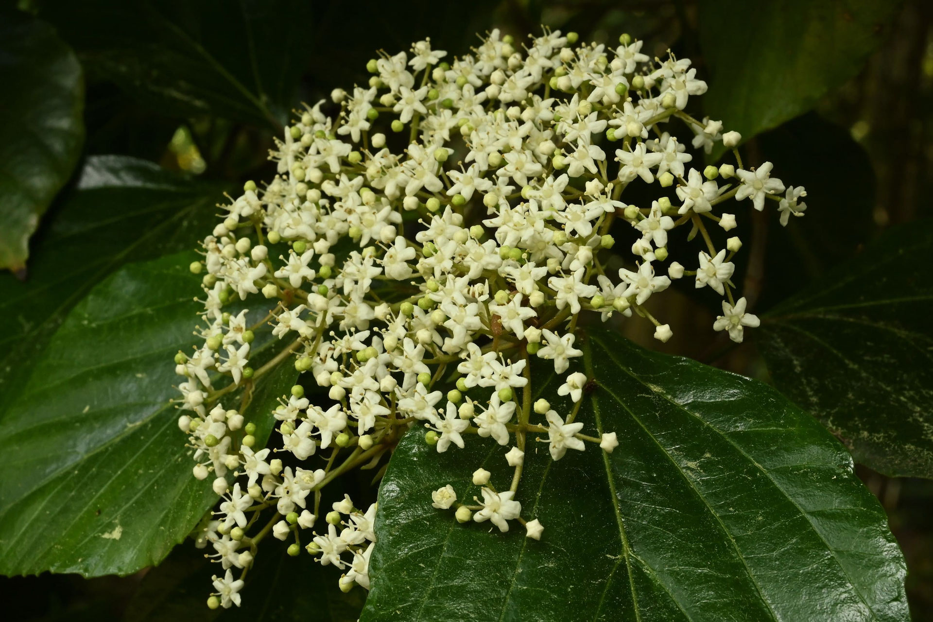 ハクサンボク 白山木 庭木図鑑 植木ペディア