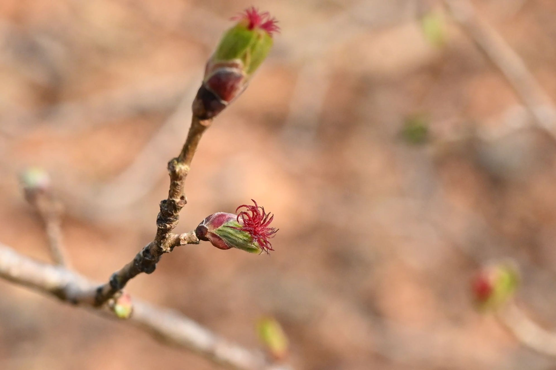 5 山採り　ツノハシバミ 5 山採り ツノハシバミ