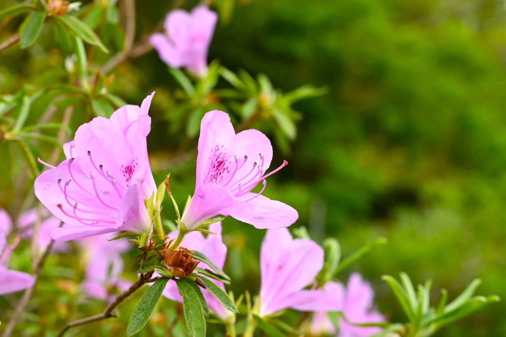 苔躑躅　ツツジ キシツツジ（岸躑躅） - 庭木図鑑 植木ペディア