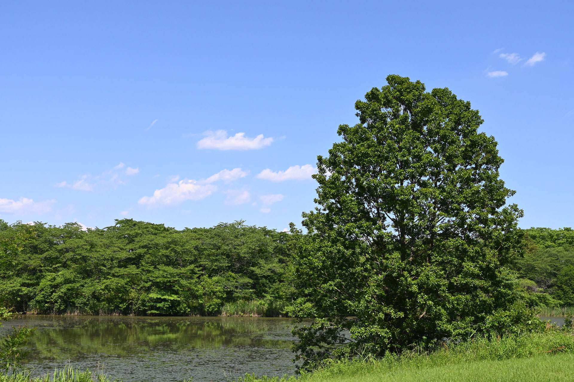 ハンノキ 庭木図鑑 植木ペディア