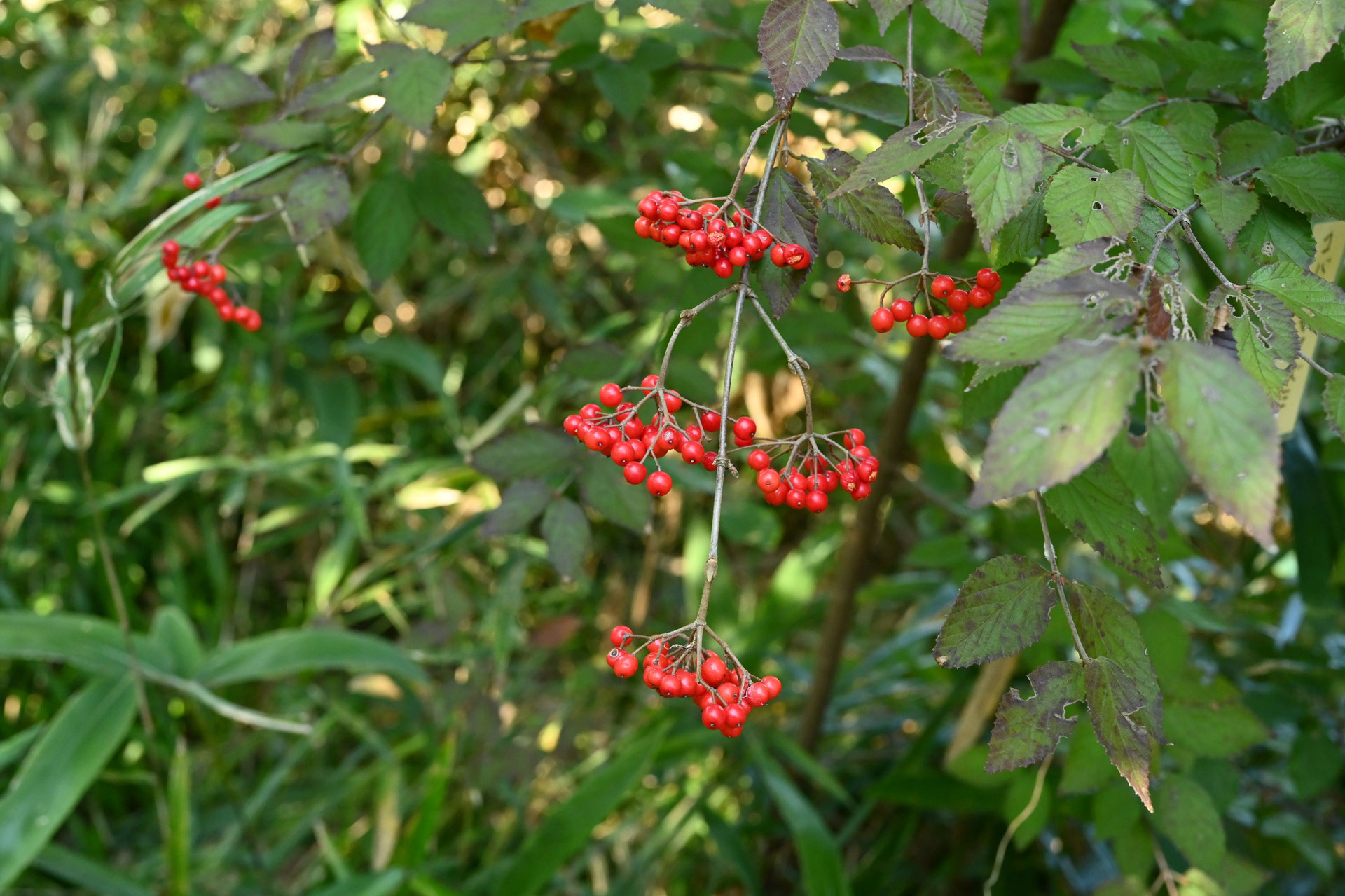 こばのがまずみの木の実-