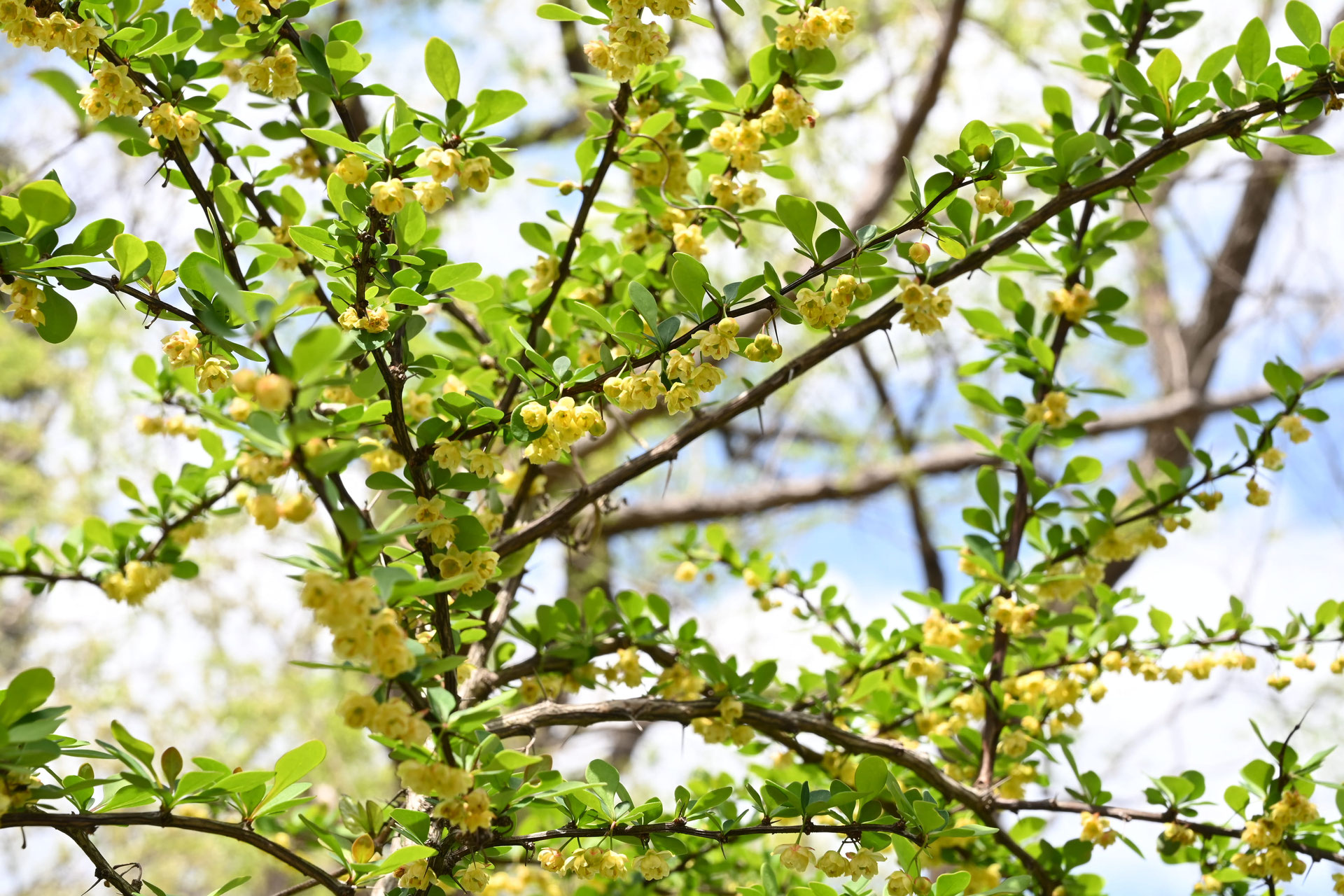 メギ（目木） - 庭木図鑑 植木ペディア