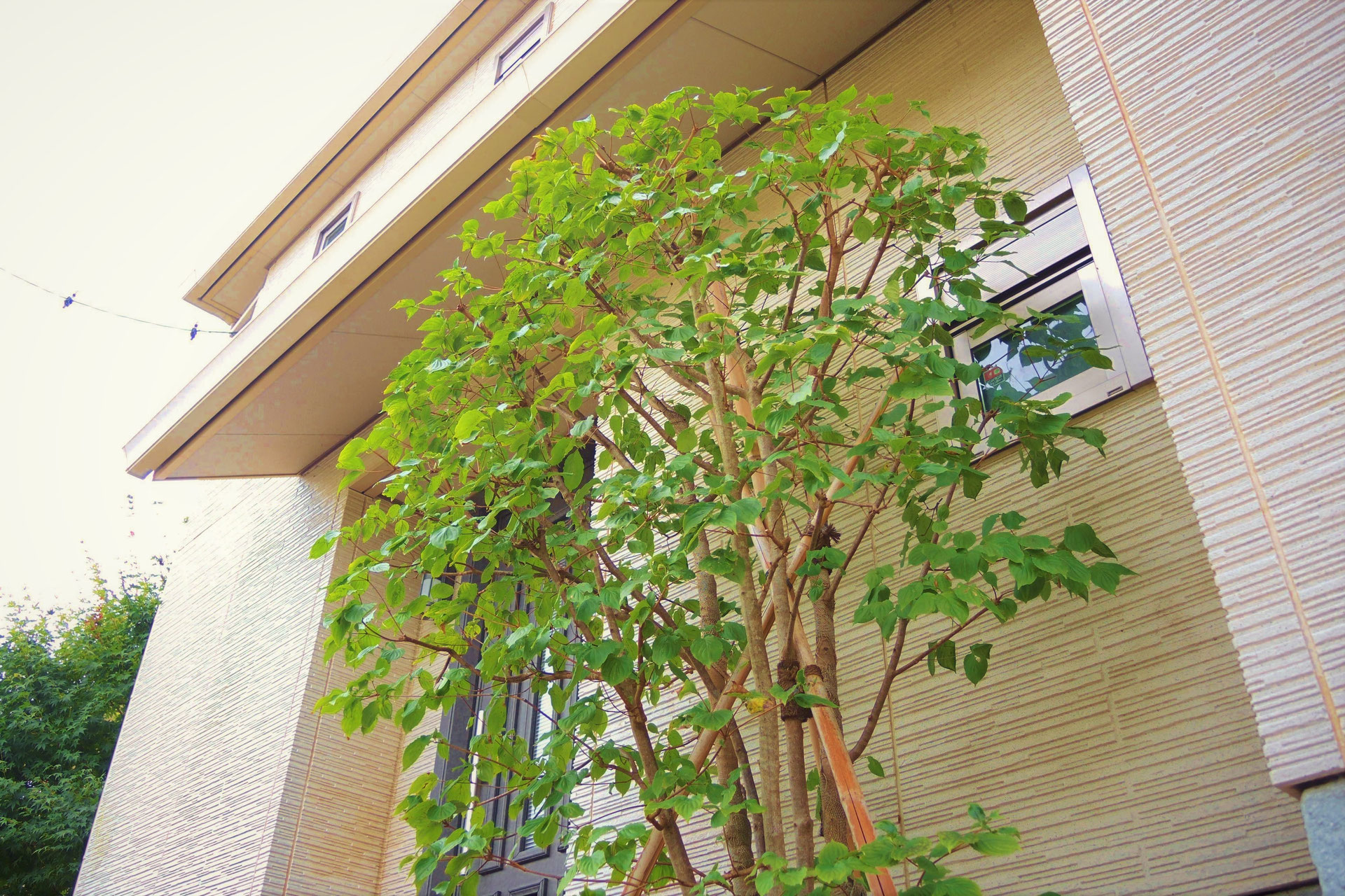 玄関脇に植える木 庭木図鑑 植木ペディア