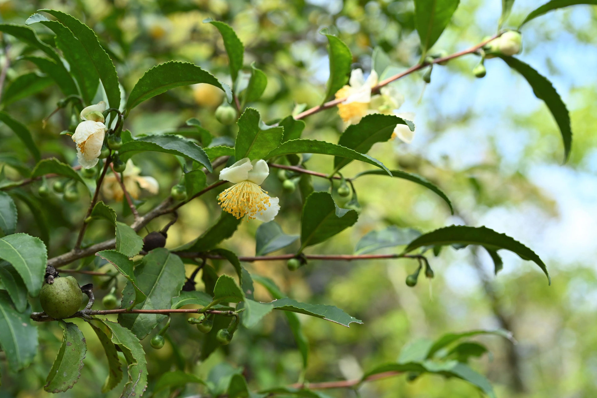 チャノキ 庭木図鑑 植木ペディア