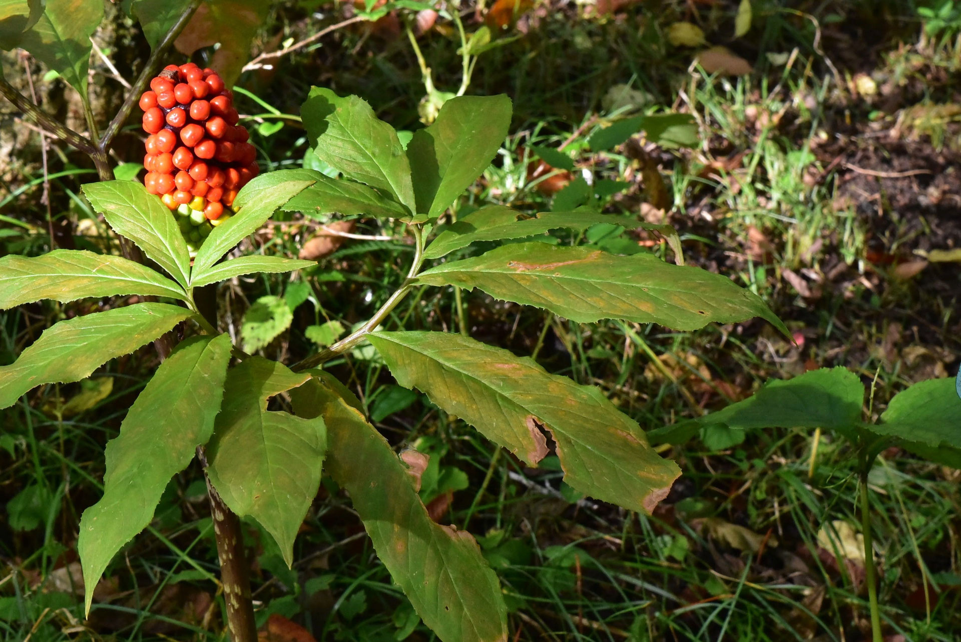 マムシグサ／まむしぐさ／蝮草 - 庭木図鑑 植木ペディア
