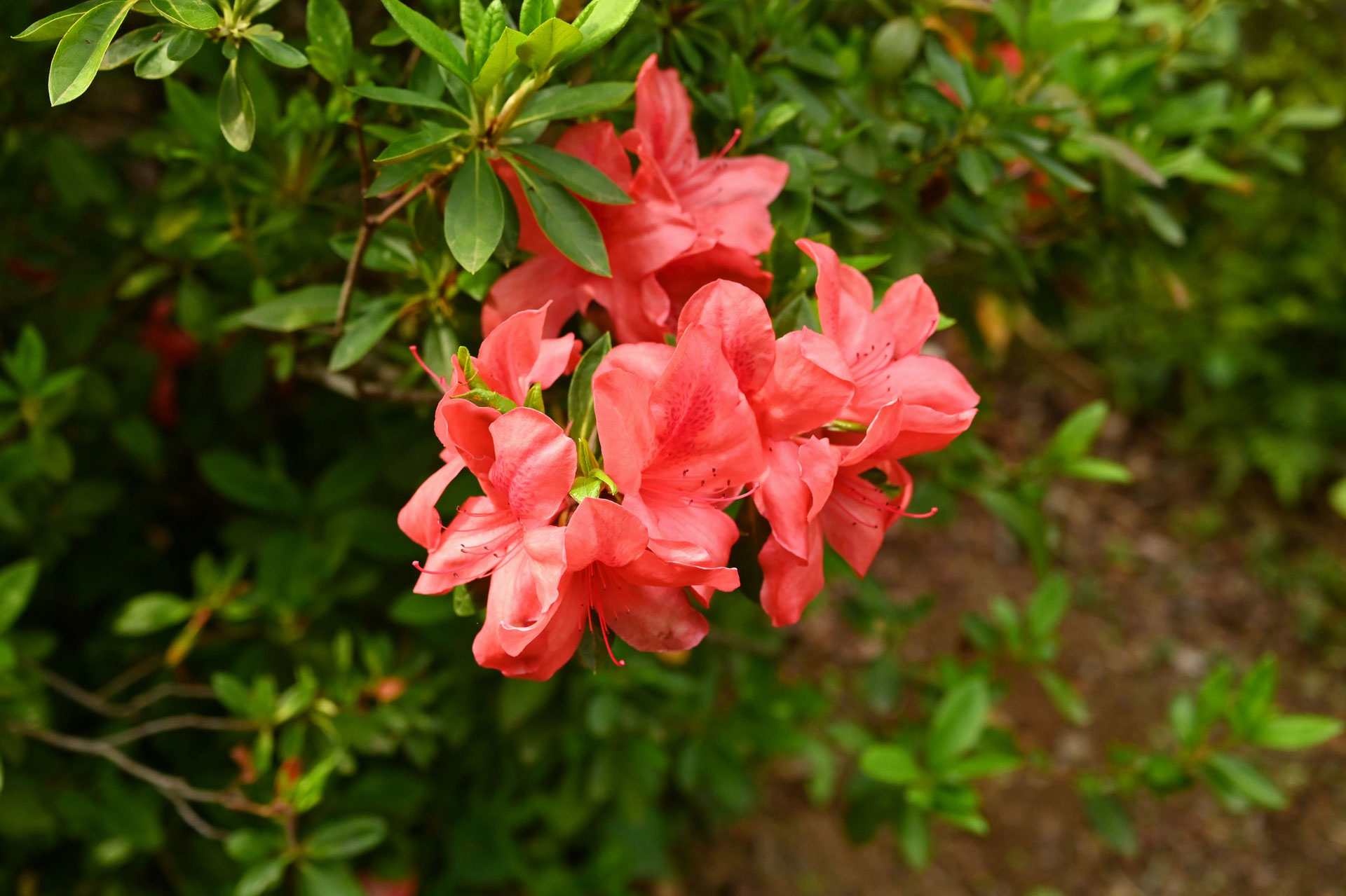 ケラマツツジ／けらまつつじ／慶良間躑躅 - 庭木図鑑 植木ペディア