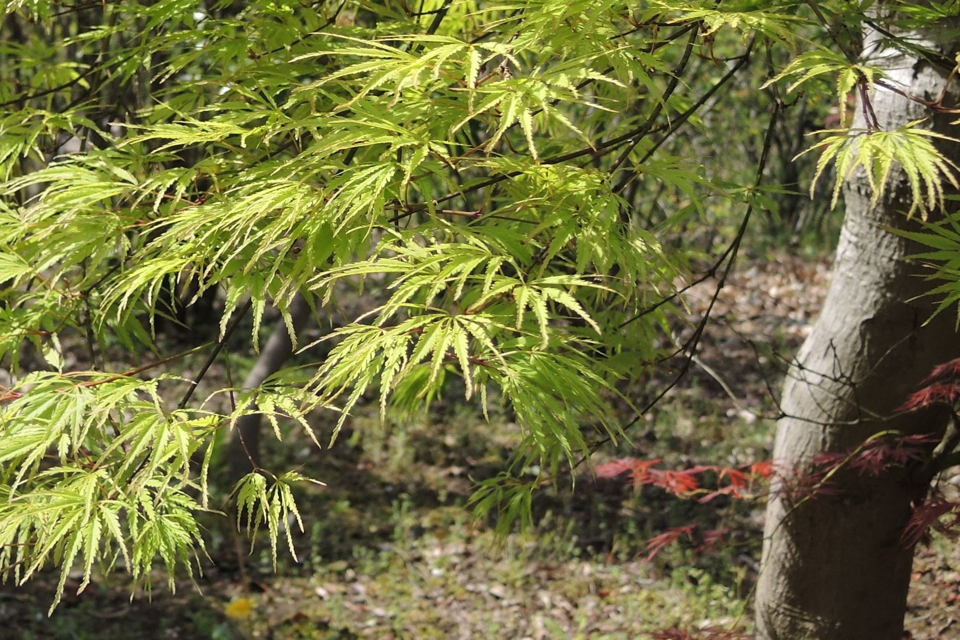 アオシダレ - 庭木図鑑 植木ペディア