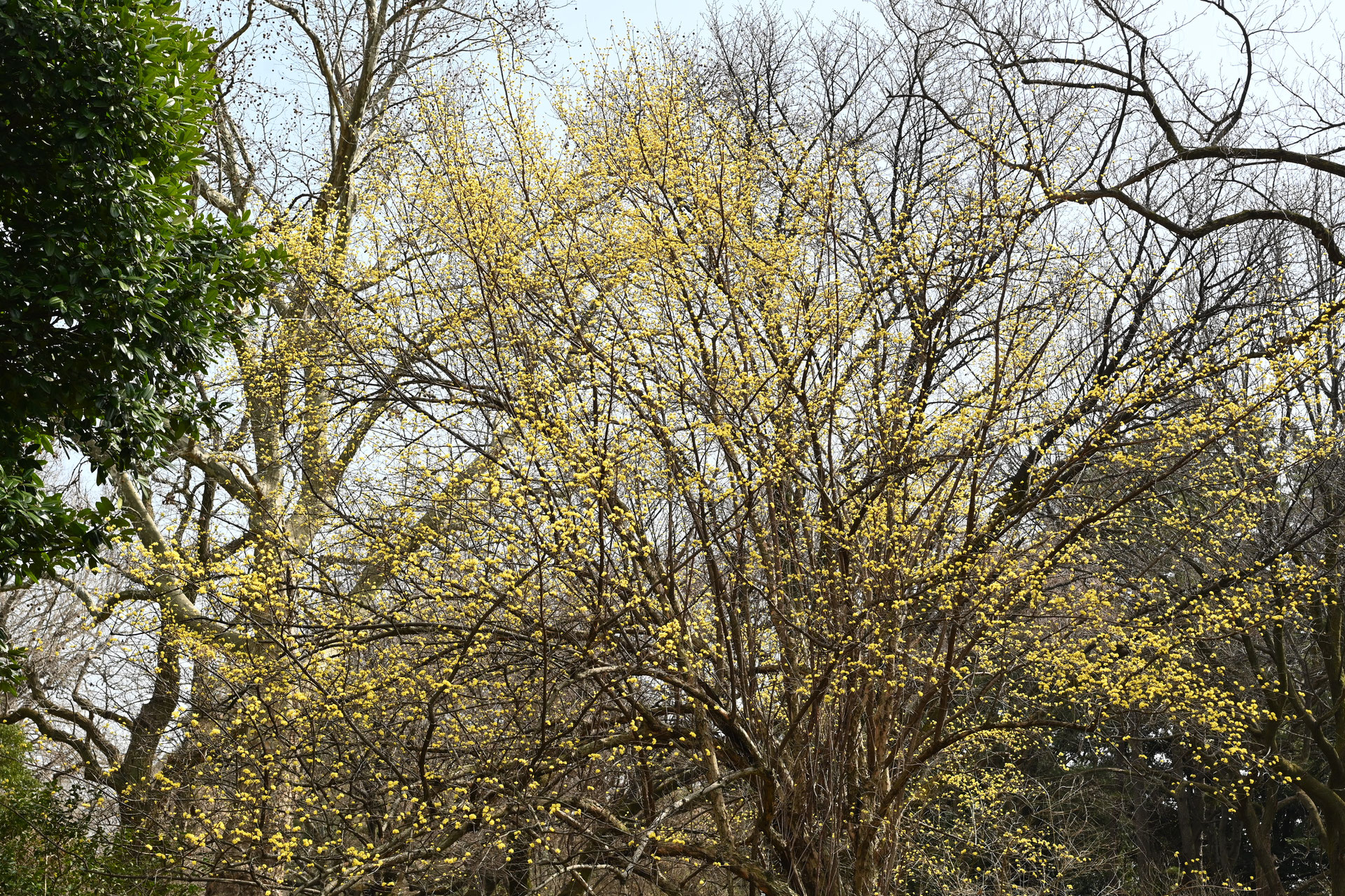 【takishiman様】サンシュユ 盆栽 / 極太幹 素材 珍しい太物】サンシュユ 山茱萸(さんしゅゆ) 盆栽 / 極太幹 素材