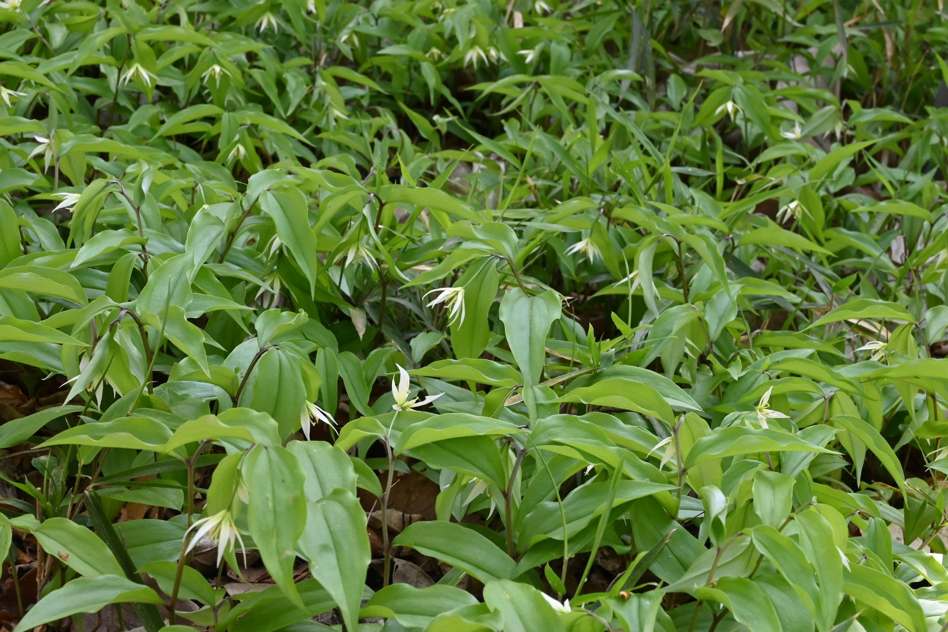 チゴユリ ちごゆり 稚児百合 庭木図鑑 植木ペディア
