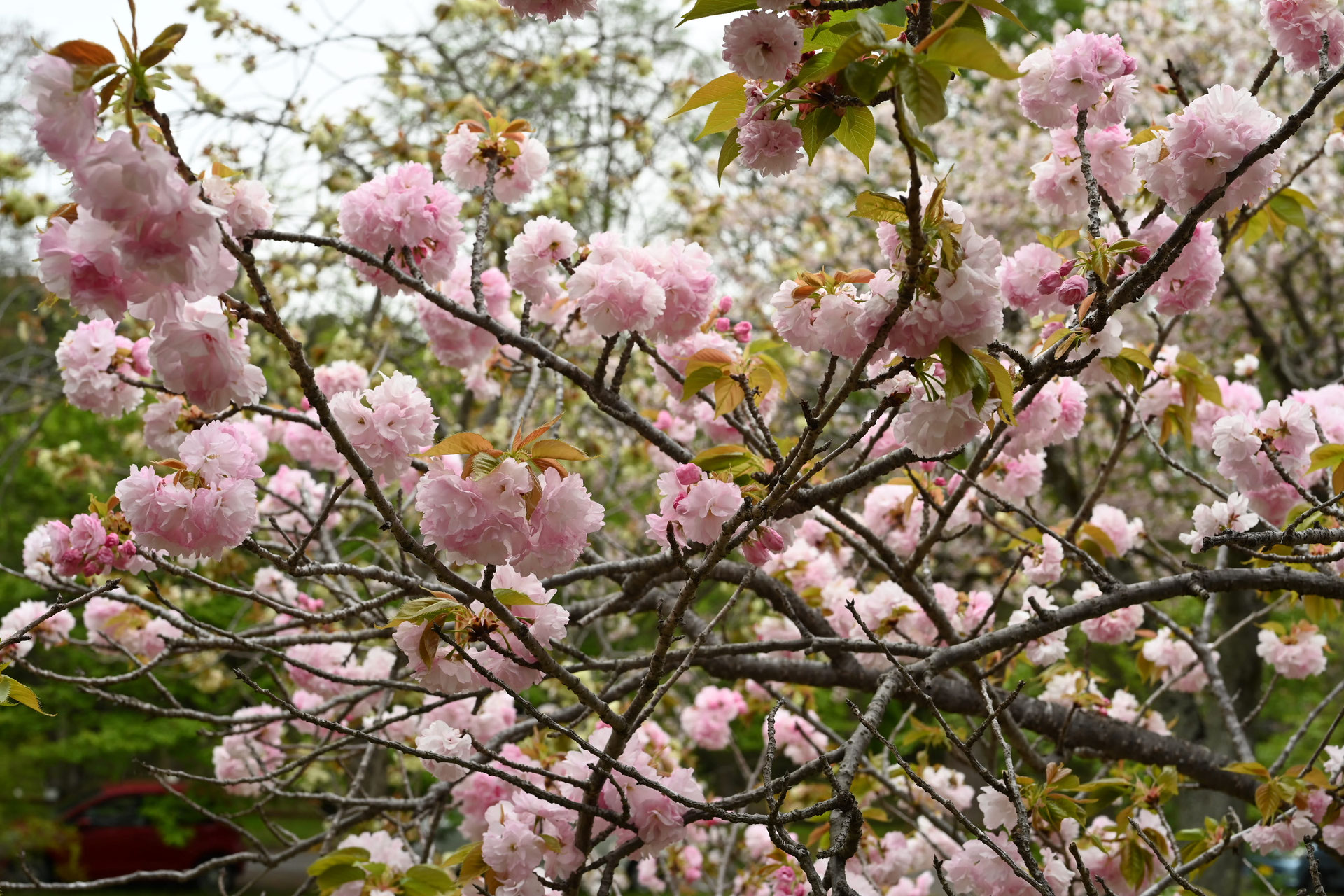ヨウキヒ(楊貴妃桜) - 庭木図鑑 植木ペディア