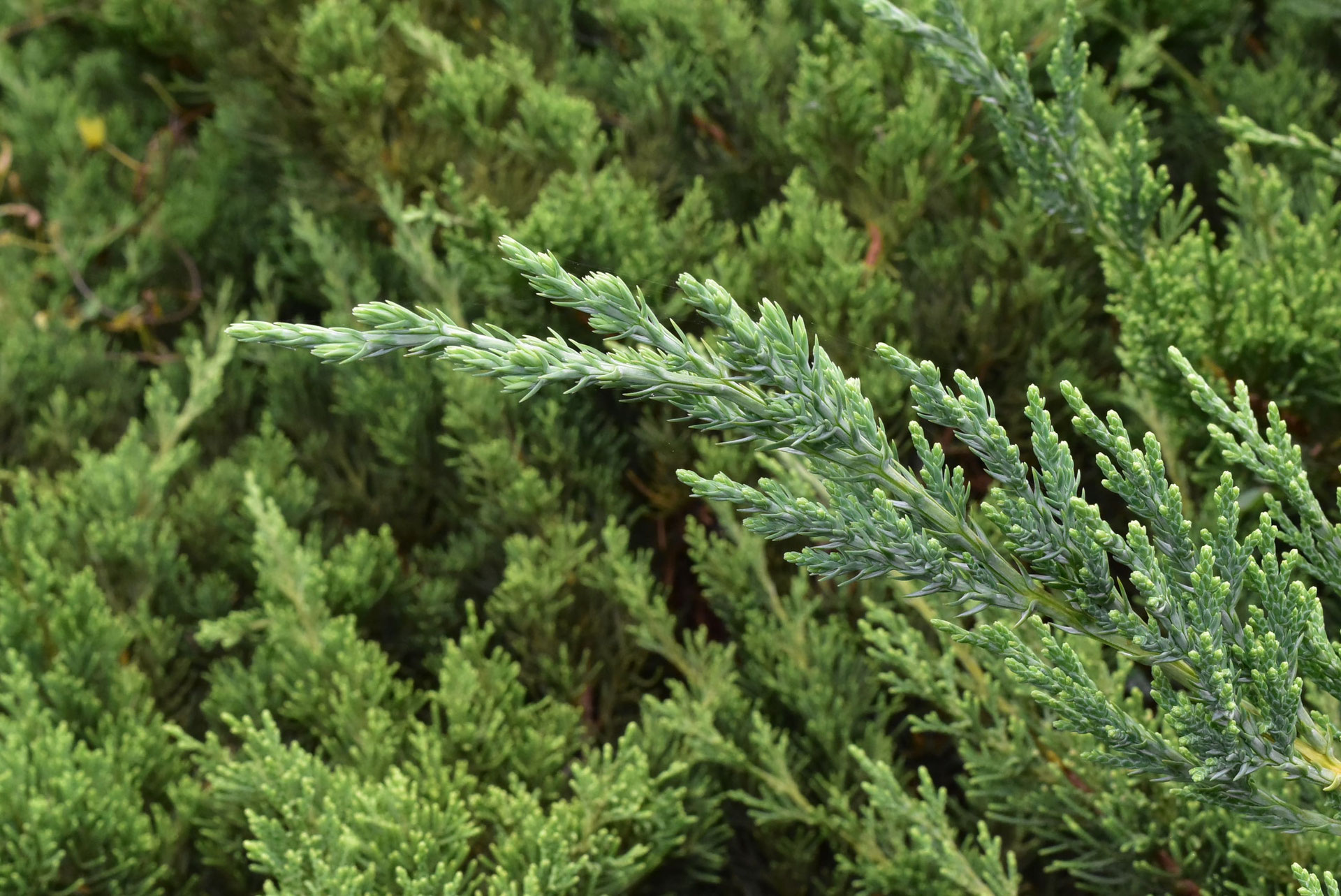 ハイビャクシン-はいびゃくしん-