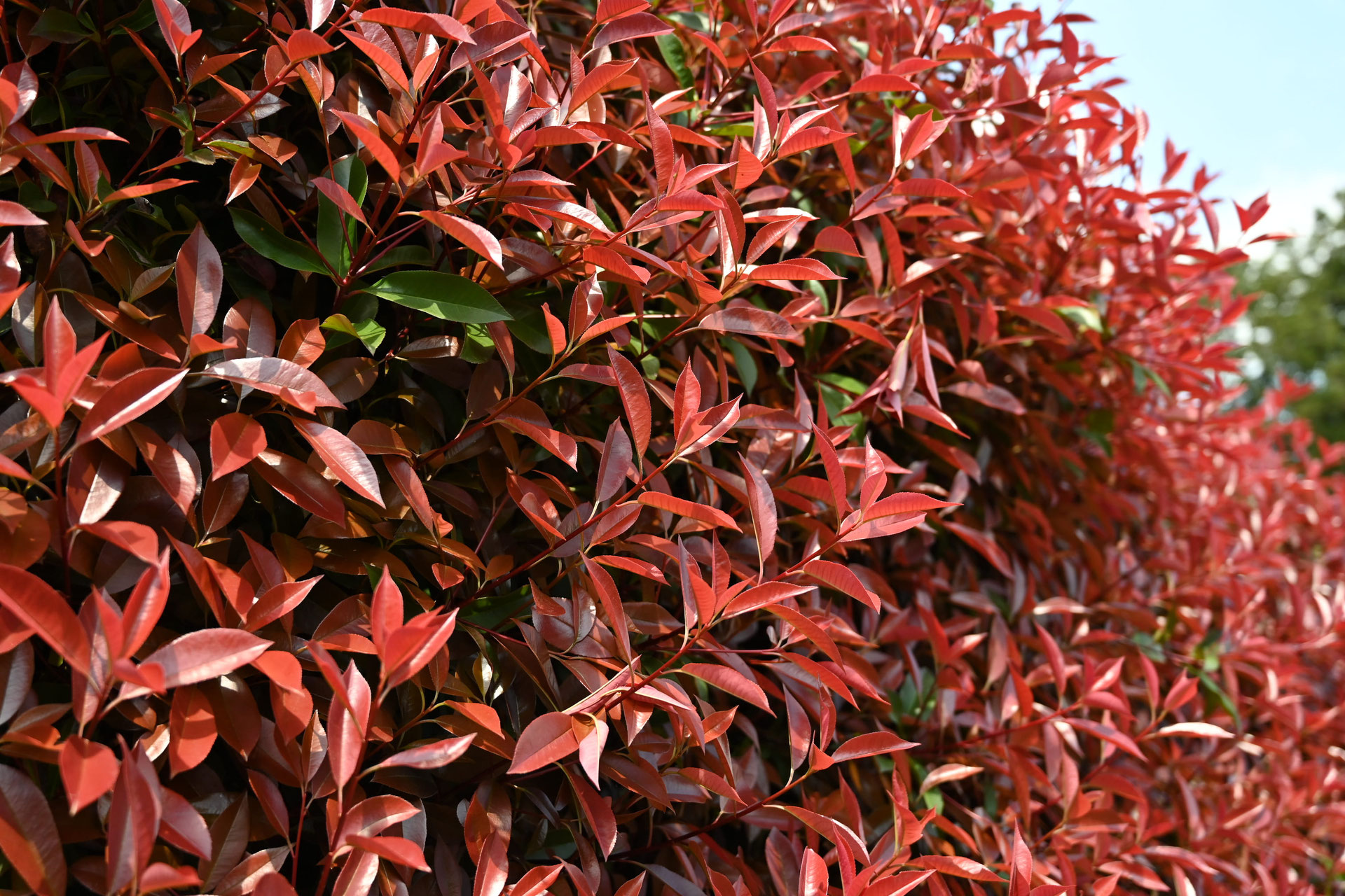 レッドロビン 庭木図鑑 植木ペディア レッドロビン 庭木図鑑 植木ペディア