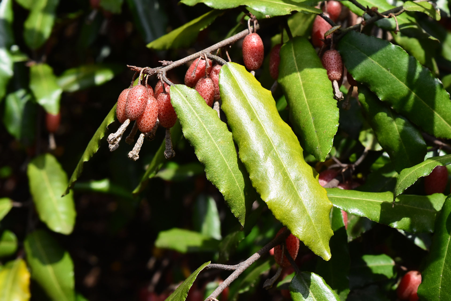 無農薬　大きなナワシログミの木 ナワシログミ（苗代茱萸） - 庭木図鑑 植木ペディア