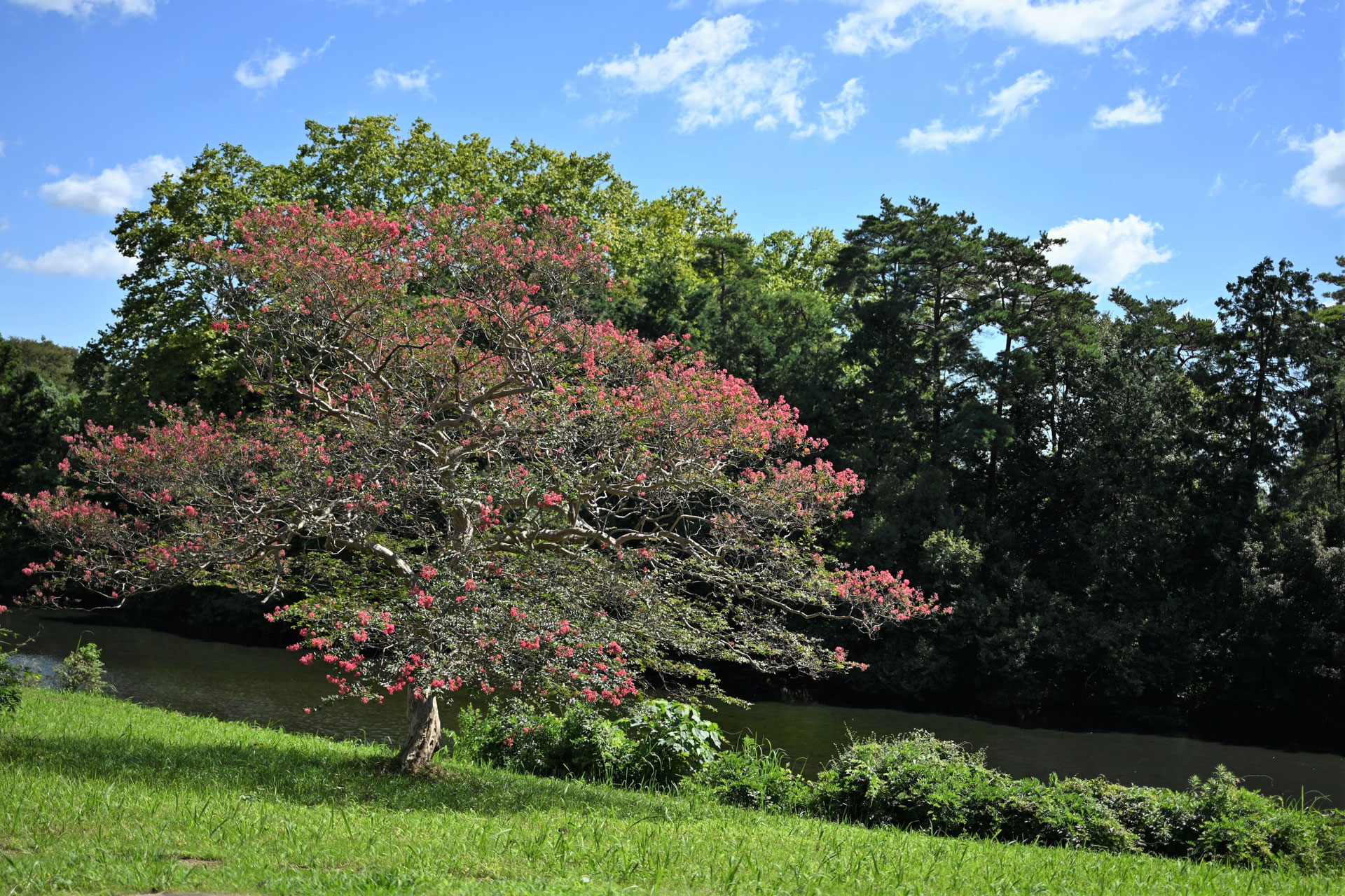 サルスベリ（百日紅） - 庭木図鑑 植木ペディア