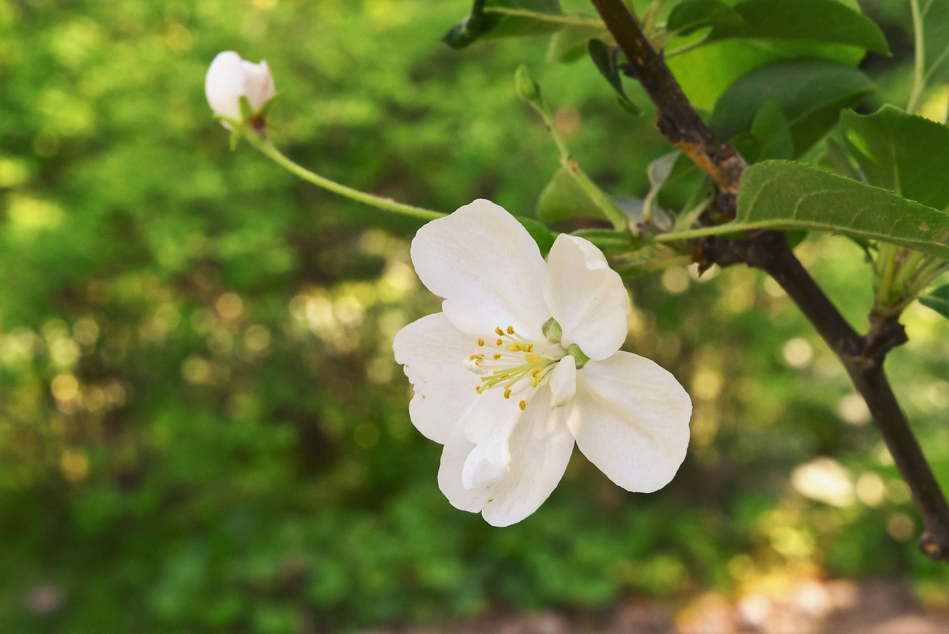 小さなリンゴの木・花も楽しめます【姫林檎（ヒメリンゴ）の盆栽