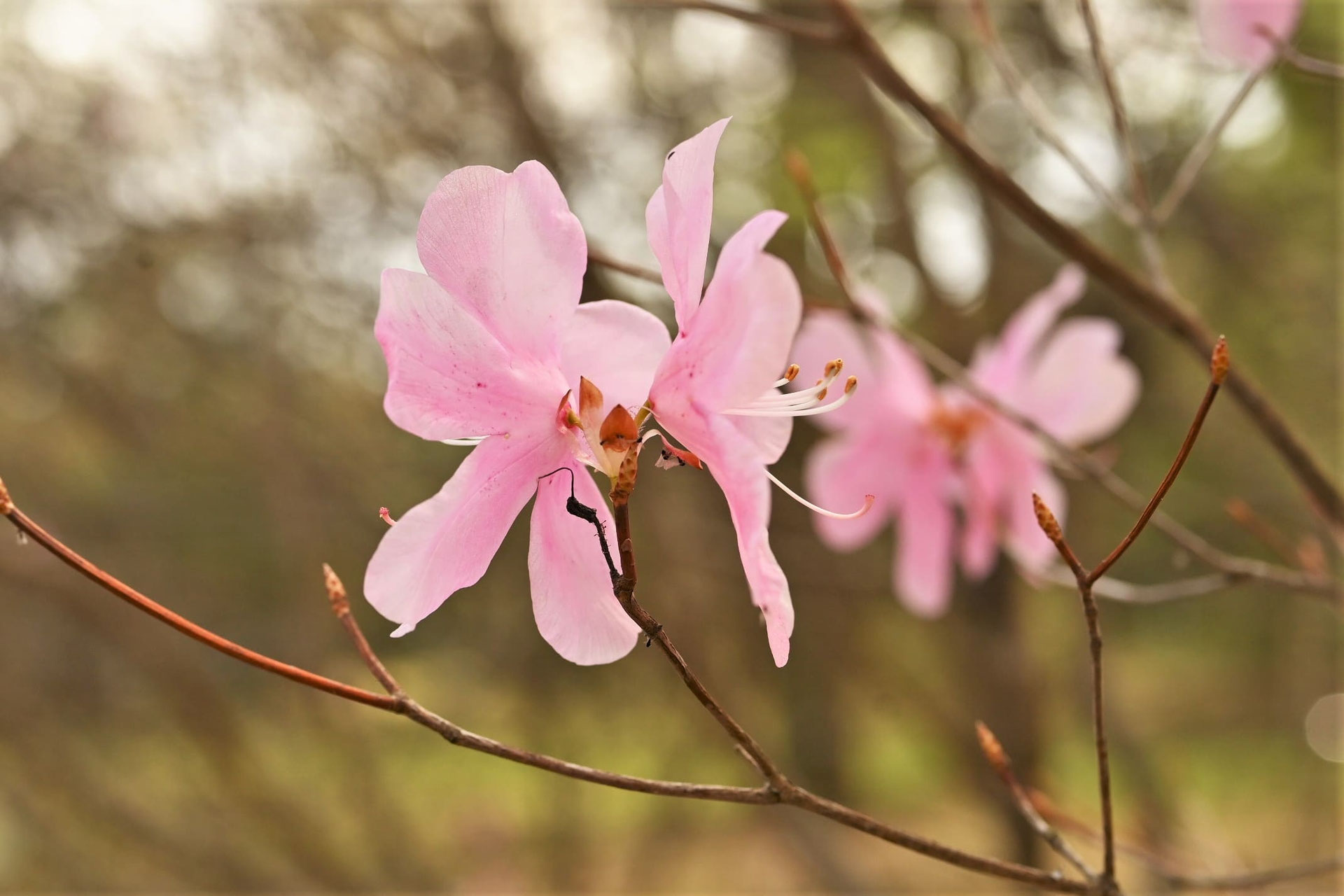 アカヤシオツツジ【品番3425】 アカヤシオツツジ【品番3425】 アカヤシオ（赤八汐） - 庭木図鑑 植木