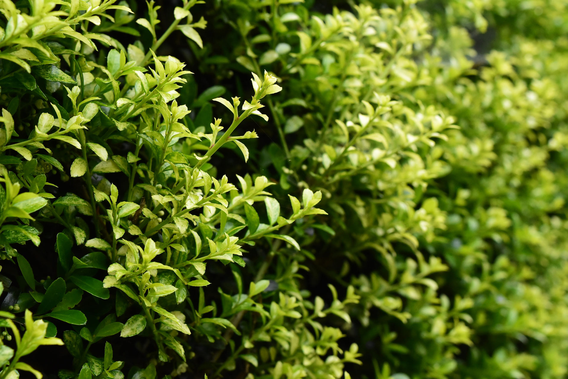 ツゲ（金芽つげ・キンメツゲ・柘植）の庭木です。引取り限定（掘起こし