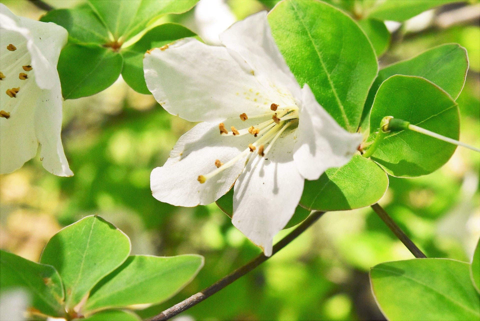 シロヤシオ(白八汐) - 庭木図鑑 植木ペディア シロヤシオ(白八汐) - 庭木図鑑 植木ペディア