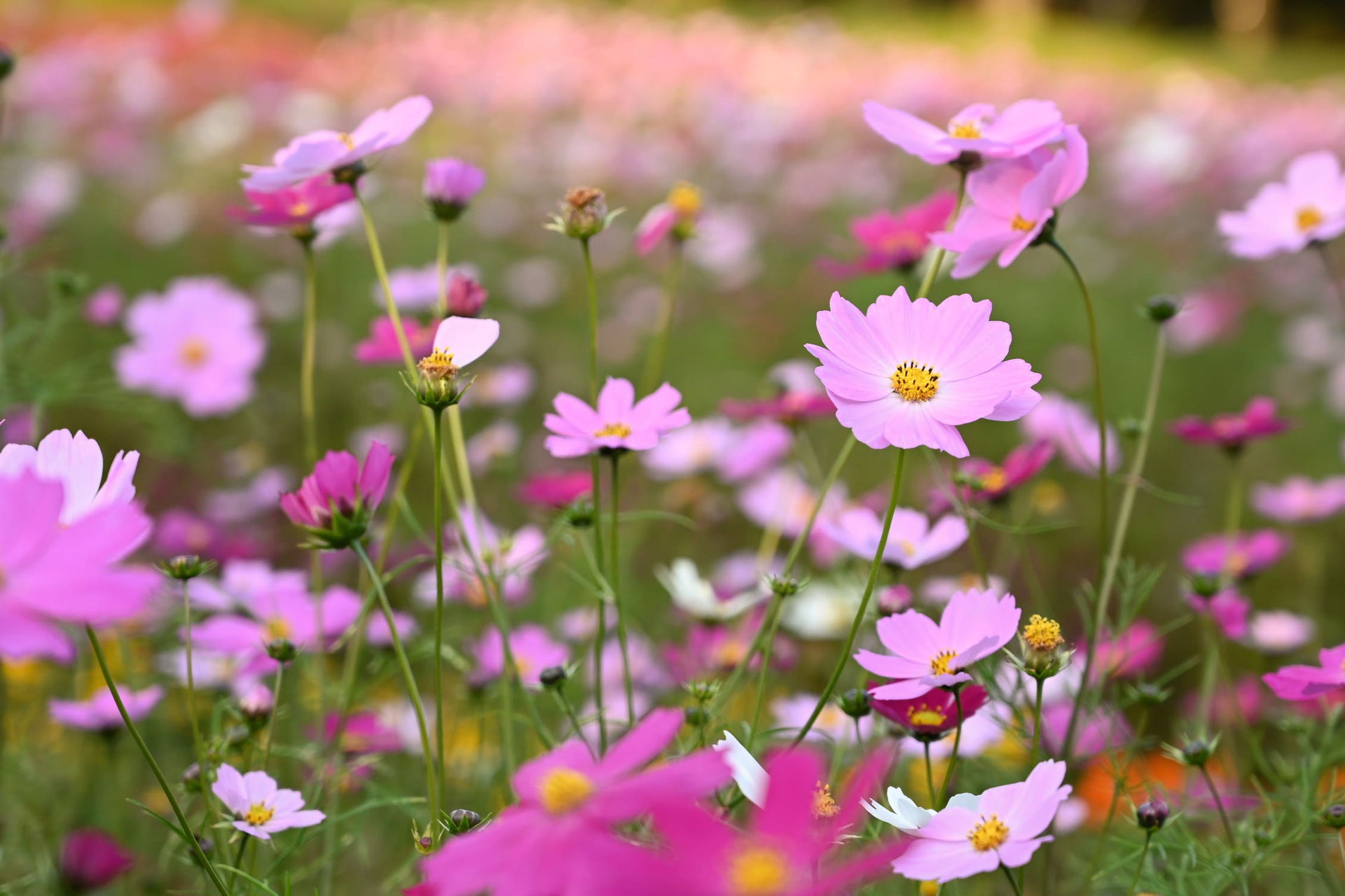全国送料無料の通販 コスモス／こすもす／秋桜 - 庭木図鑑 植木ペディア トップス