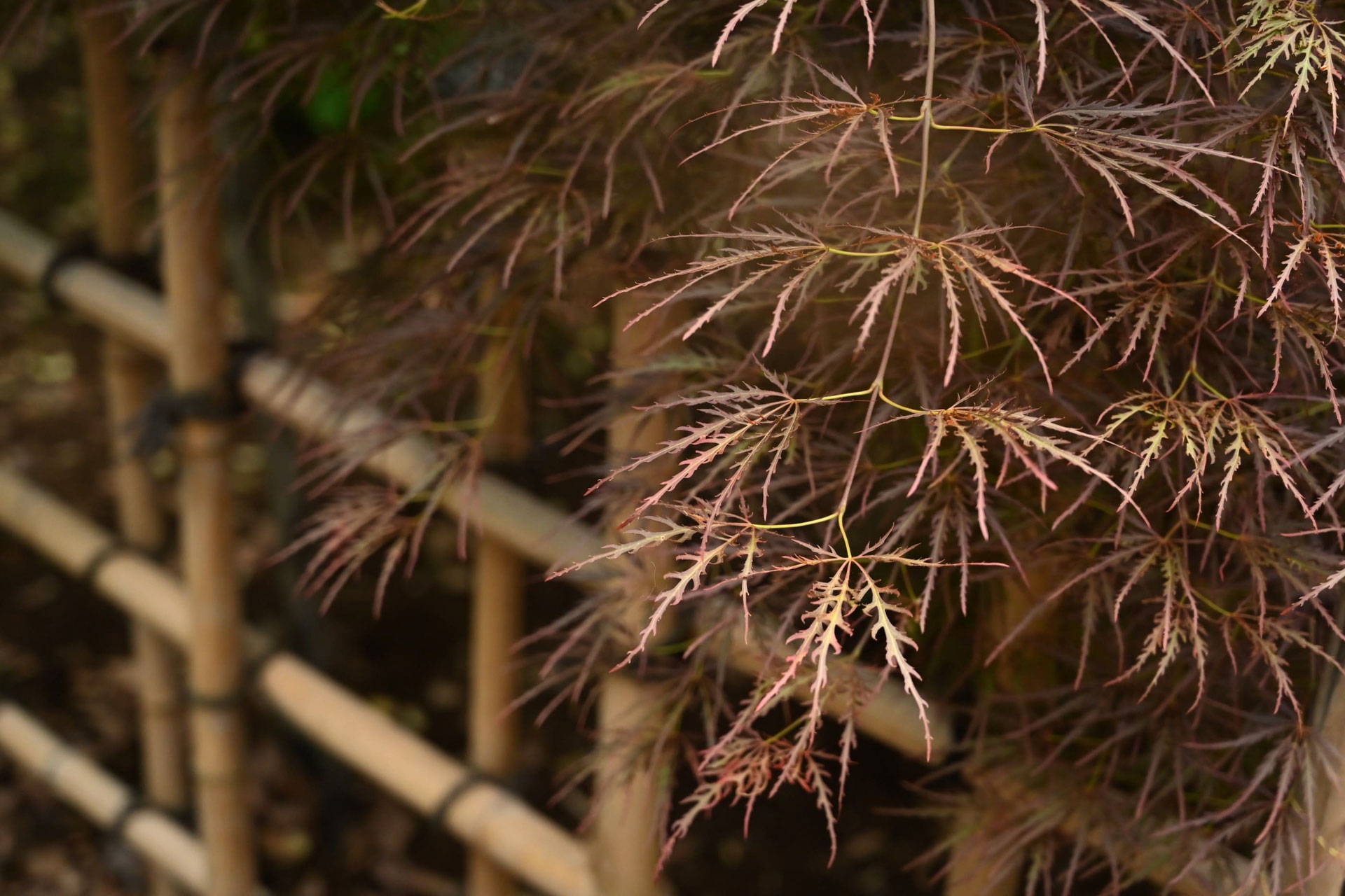 ベニシダレ - 庭木図鑑 植木ペディア