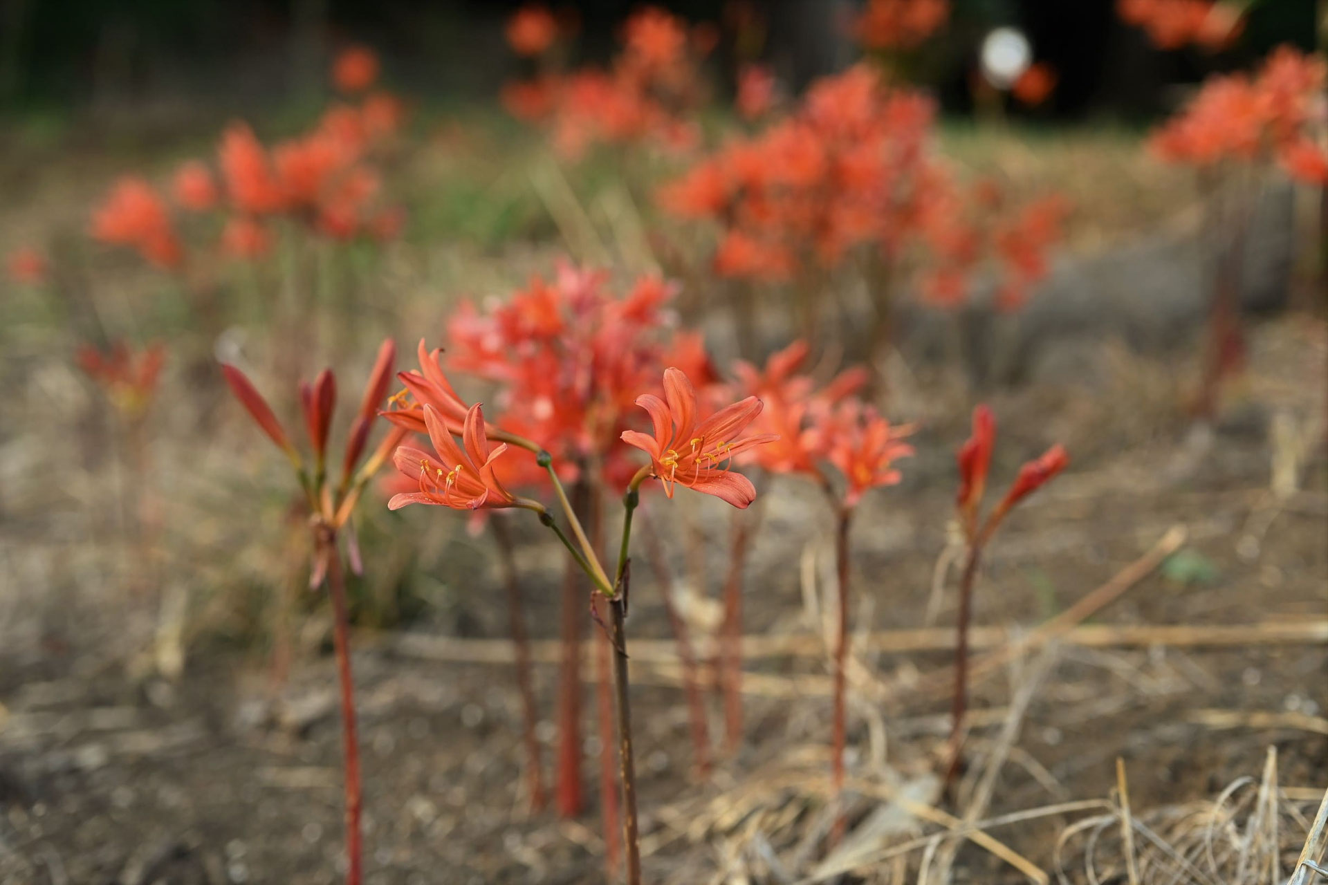 キツネノカミソリ きつねのかみそり 庭木図鑑 植木ペディア キツネノカミソリ きつねのかみそり 庭木図鑑 植木ペディア
