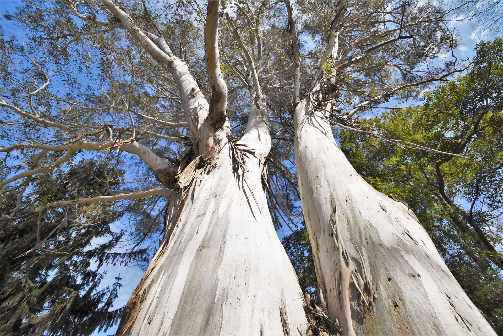 ユーカリノキ - 庭木図鑑 植木ペディア