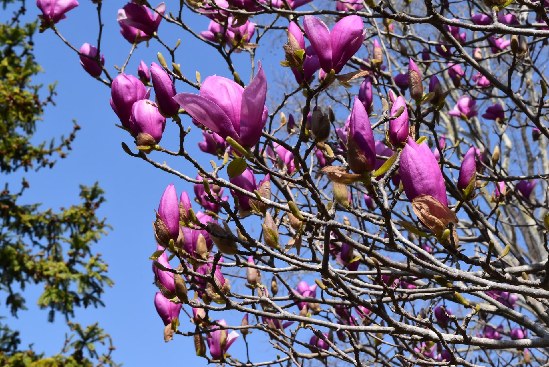 紫色の花が咲く木 - 庭木図鑑 植木ペディア