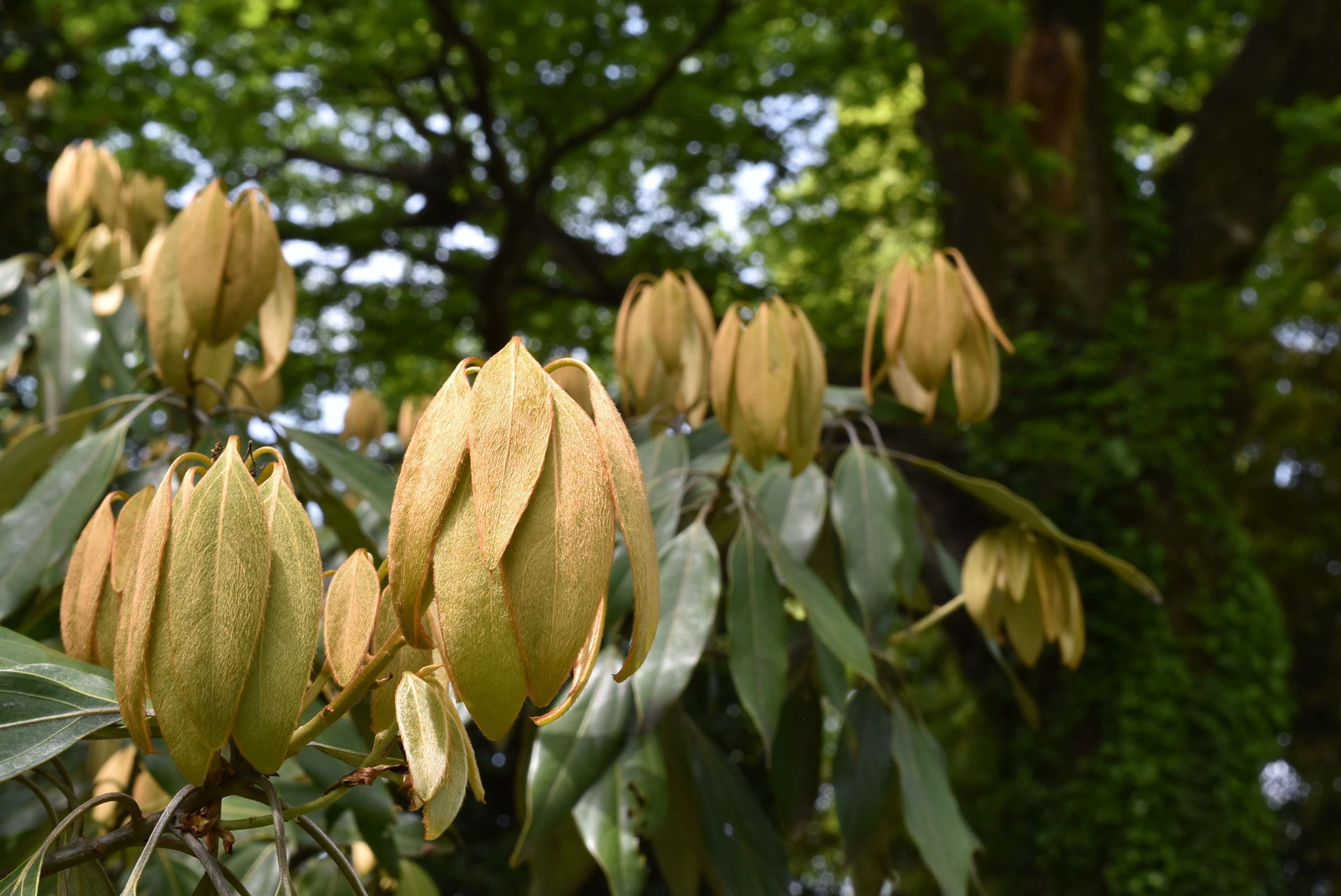 シロダモ 庭木図鑑 植木ペディア