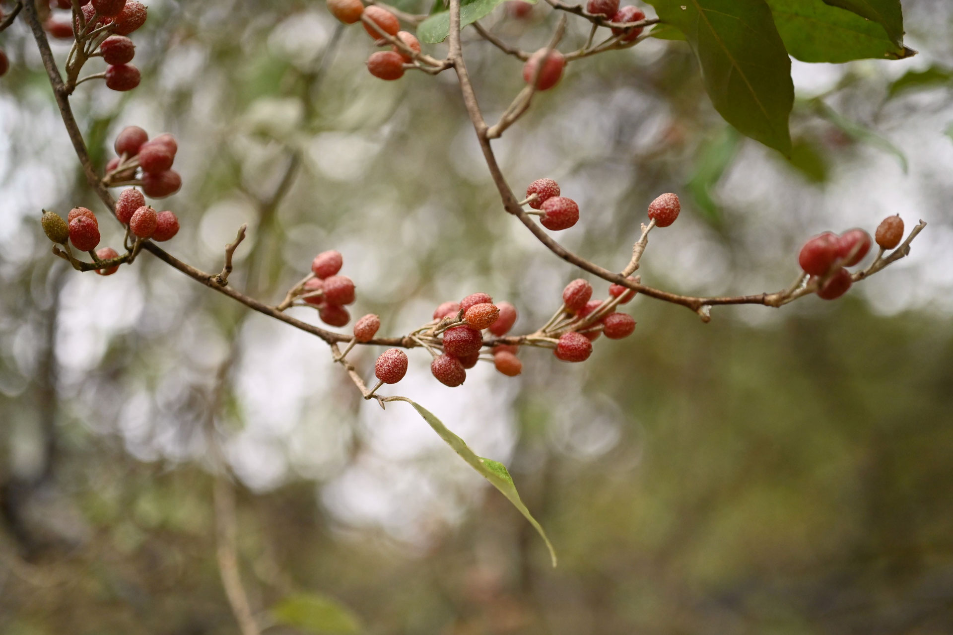 アキグミ（秋茱萸） - 庭木図鑑 植木ペディア