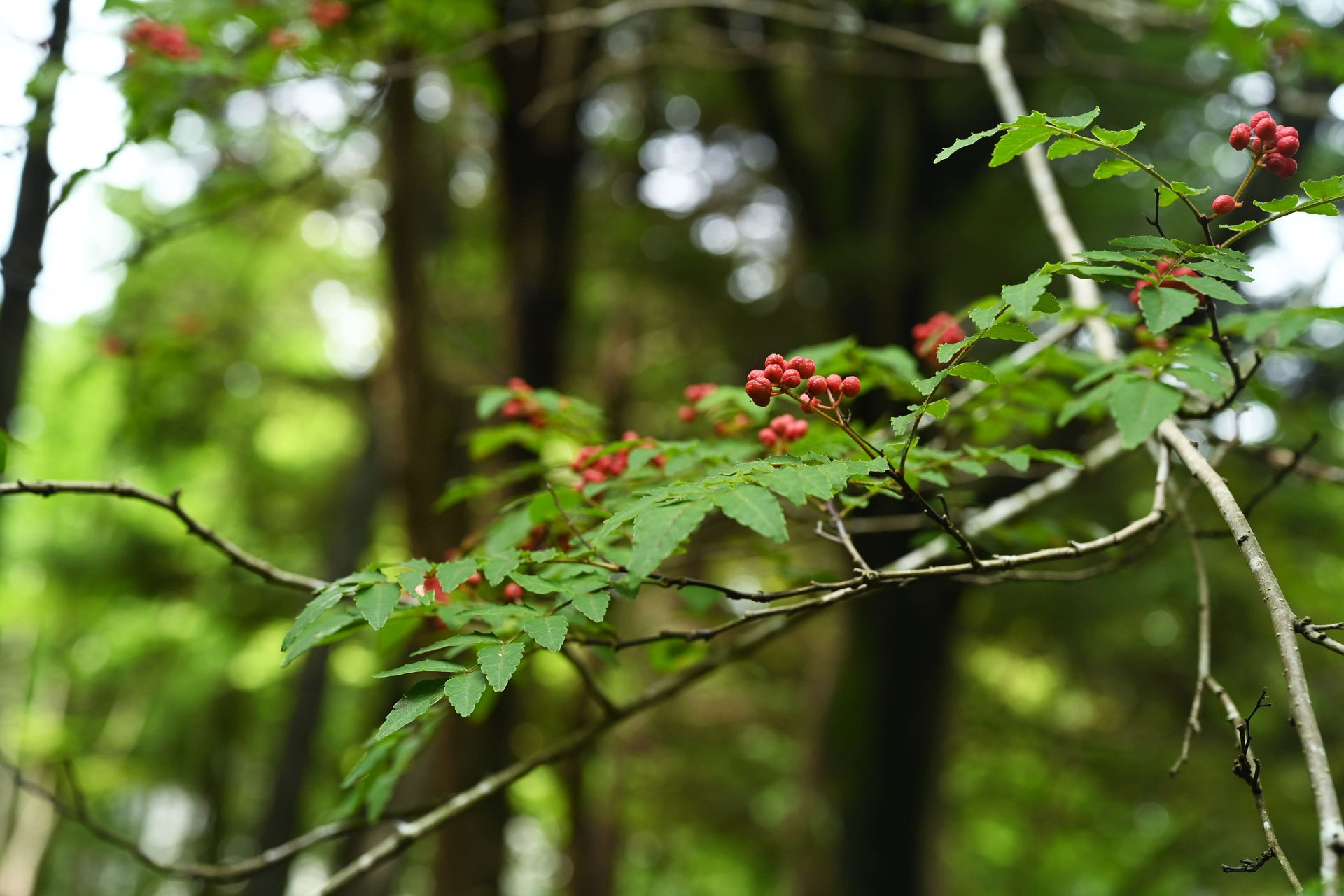 山椒の木 サンショウ（山椒） - 庭木図鑑 植木ペディア