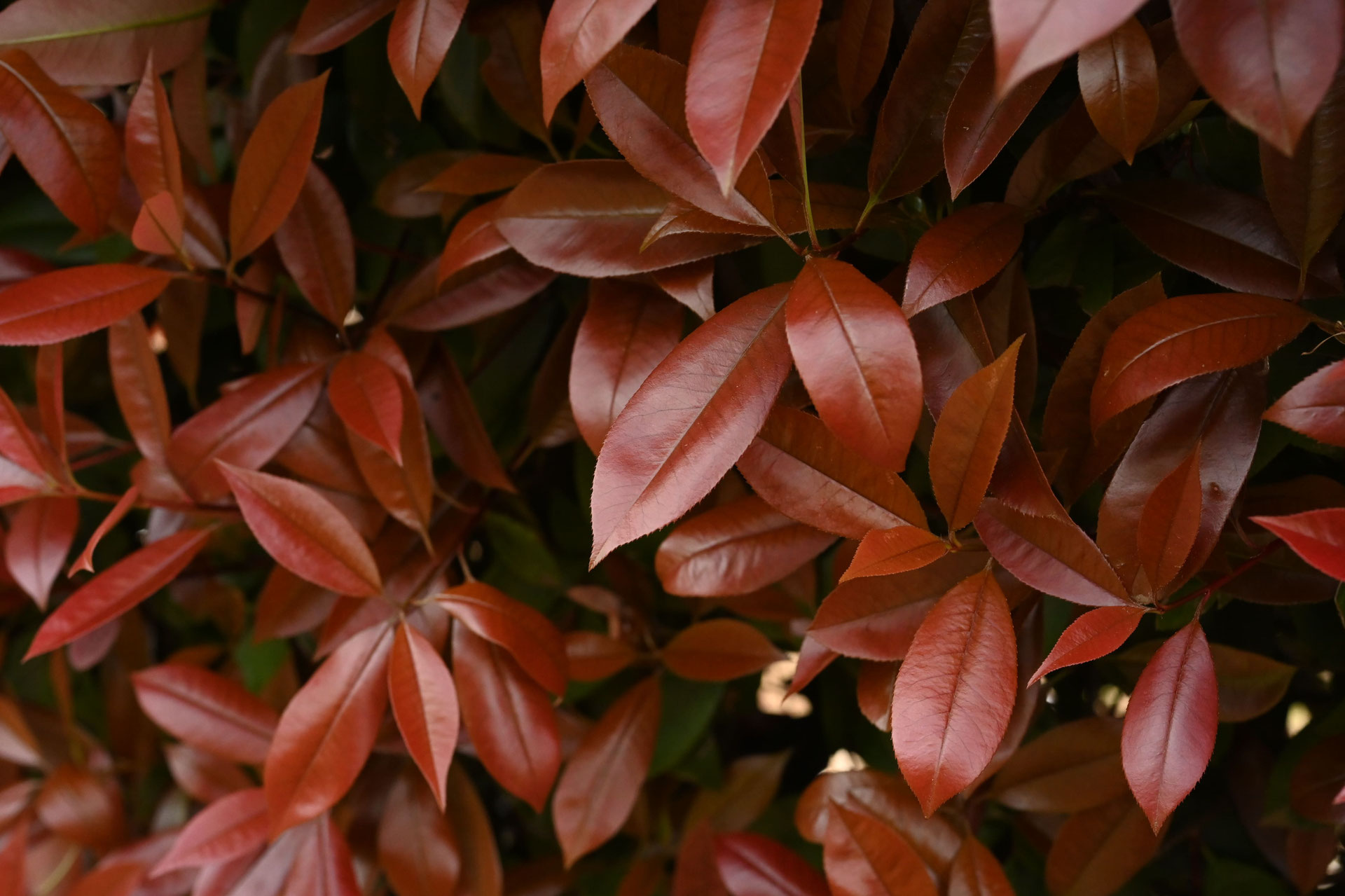 葉が赤くなる木 - 庭木図鑑 植木ペディア