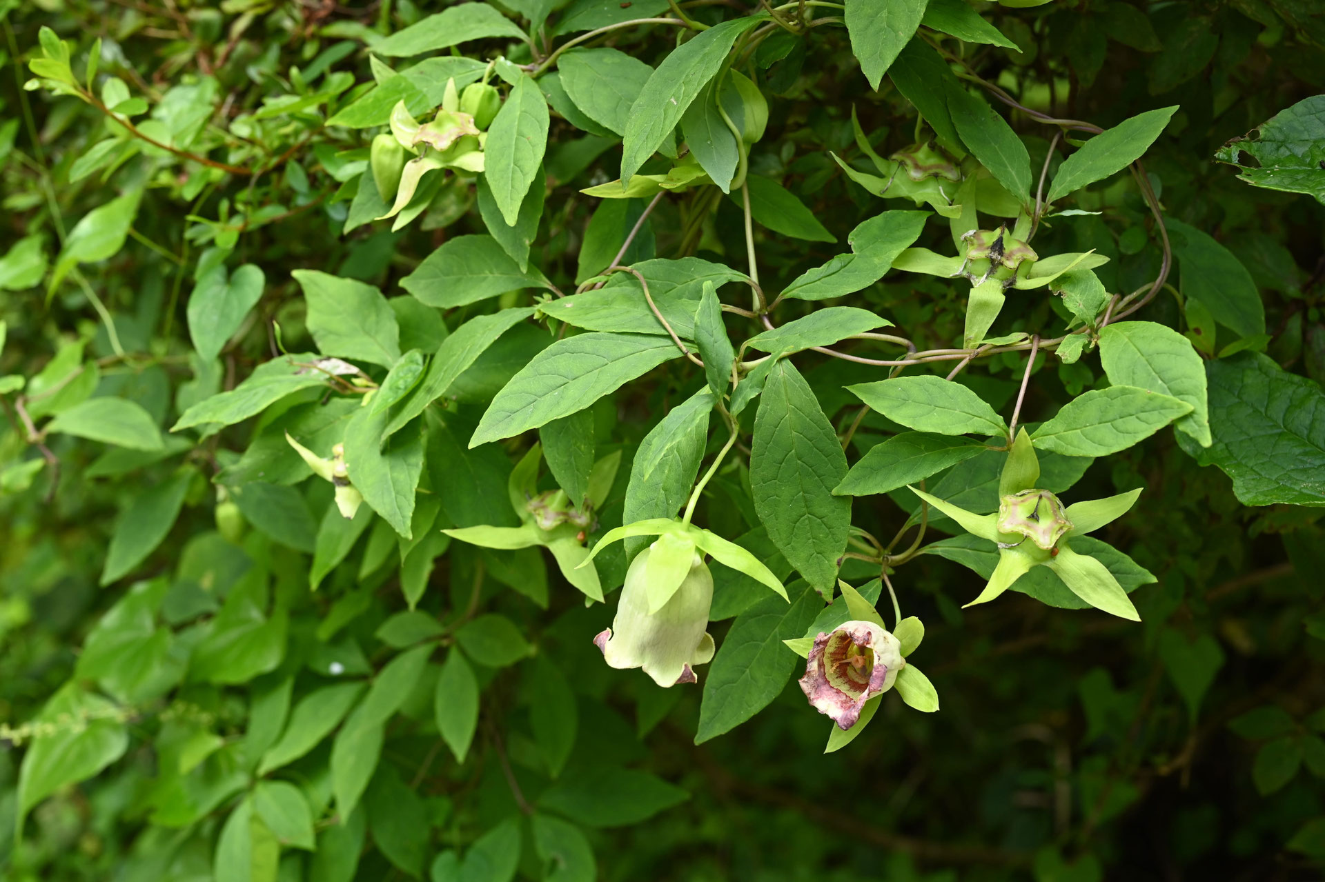 ツルニンジン／つるにんじん／蔓人参 - 庭木図鑑 植木ペディア