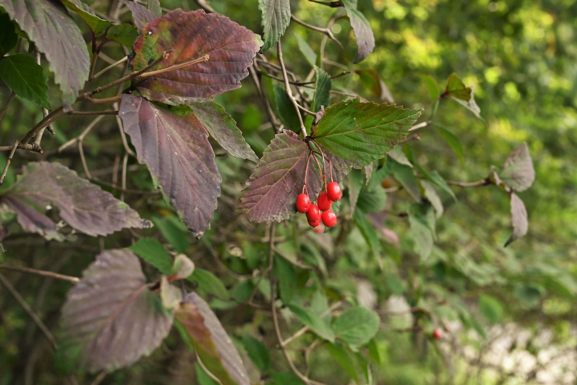 てん 秋の紅葉や赤い実が美しい オトコヨウゾメ 465 樹高1.8m位 てん 秋の紅葉や赤い実が美しい オトコヨウゾメ 465 樹高1.8m位 秋