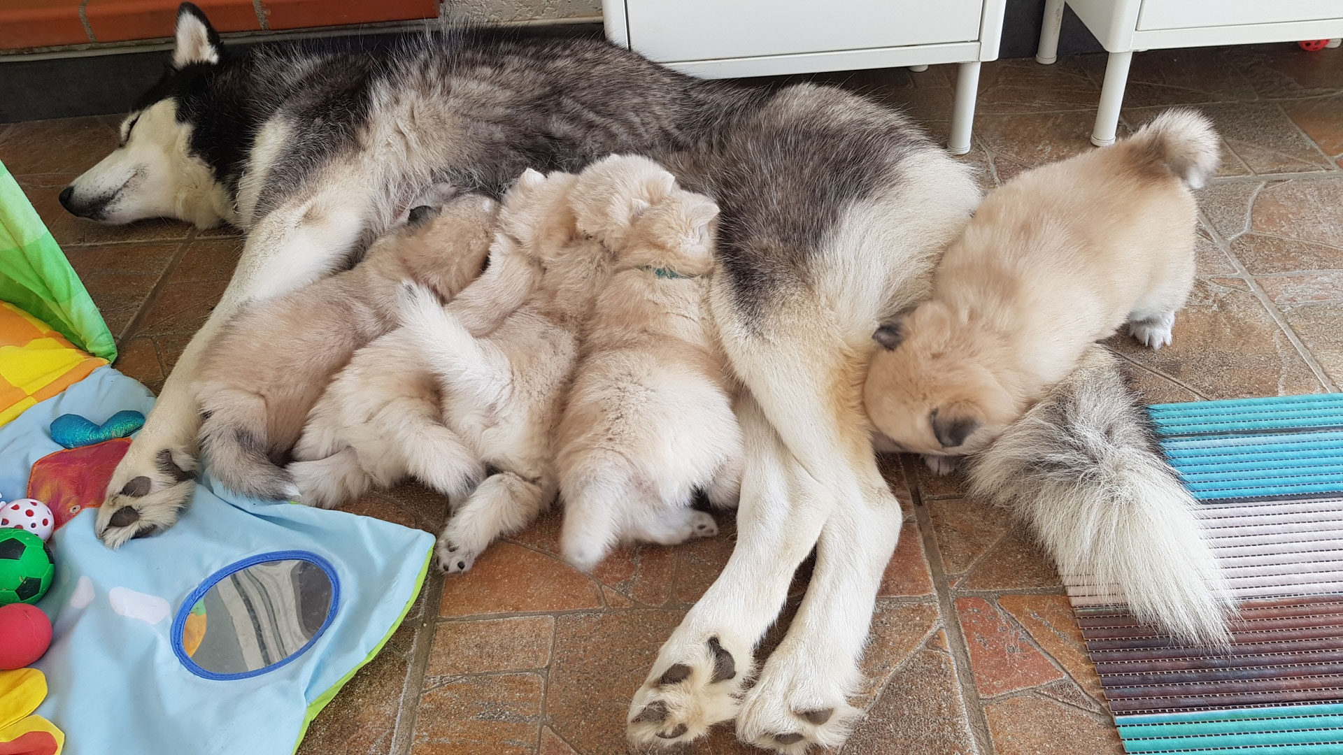Les Bebes Pomsky En Sandra Elevage Pomsky Pomeranian