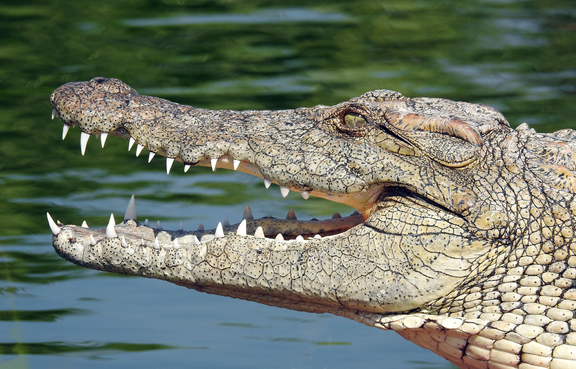 nilkrokodil.jpg
