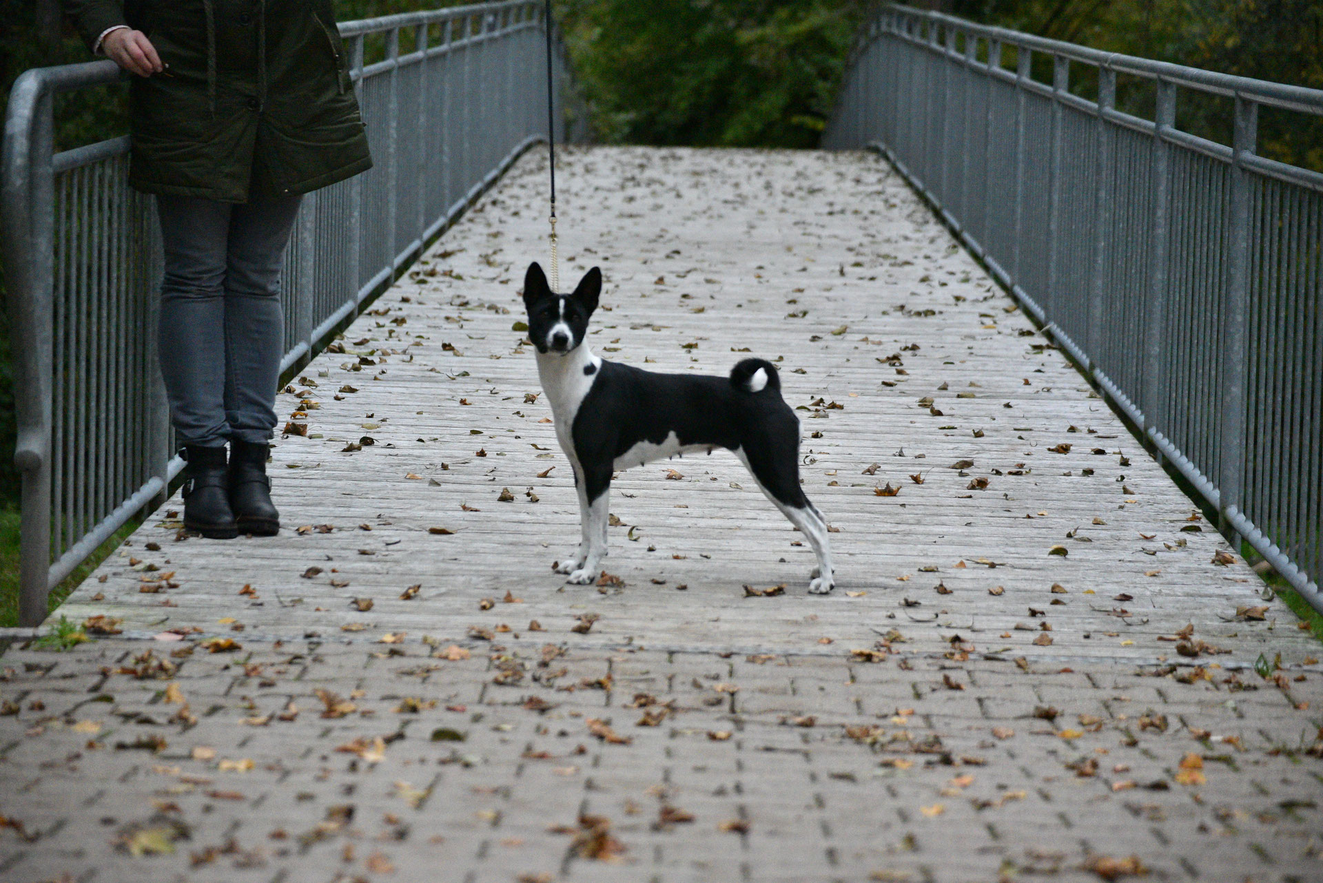 Der Basenji Ist Als Allergiekerhund Basenji Schwarzwalds Webseite