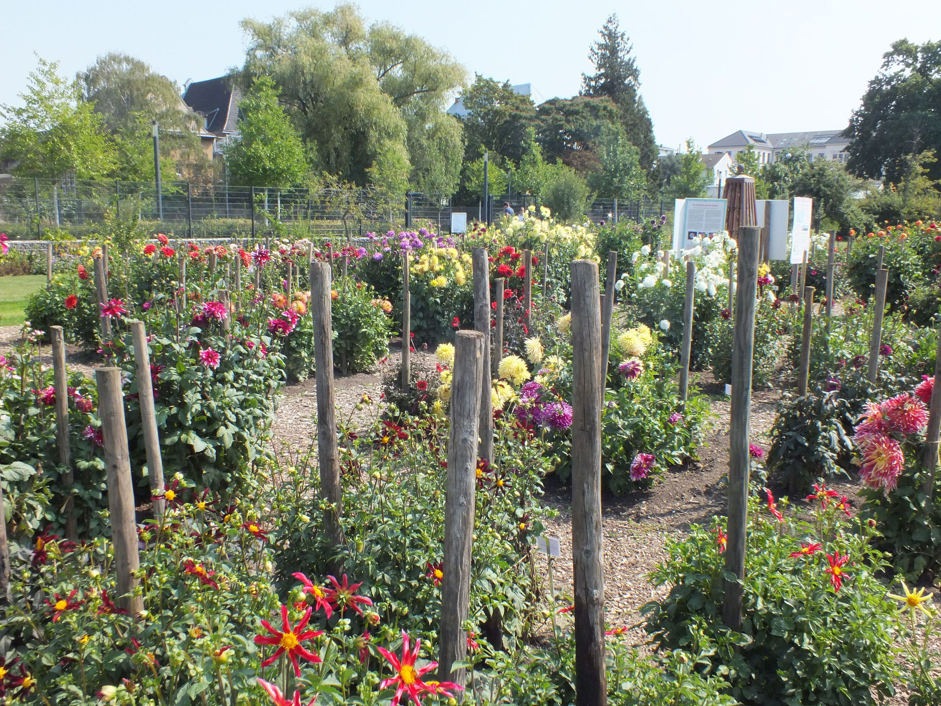 Dahlien im Nutzpflanzen-Garten - Bonn für alle