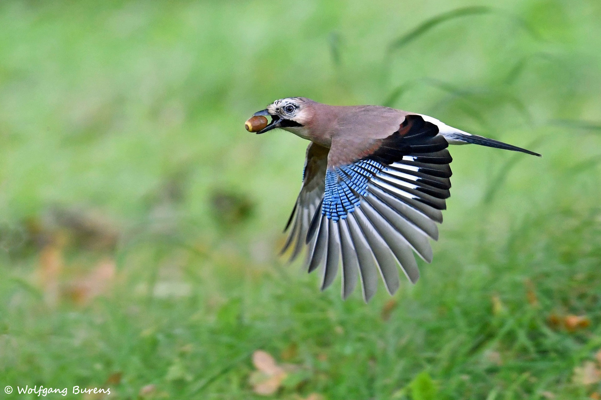 wällerwildlife Naturfotokunst Die Seele der Natur wolfgangburenss