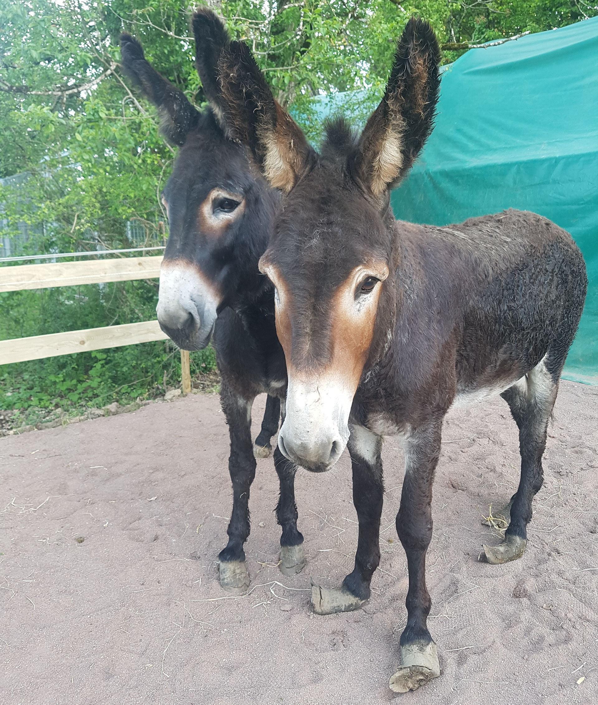 Belle Popeye Gédeon Association Canima Zukunft Für Tiere