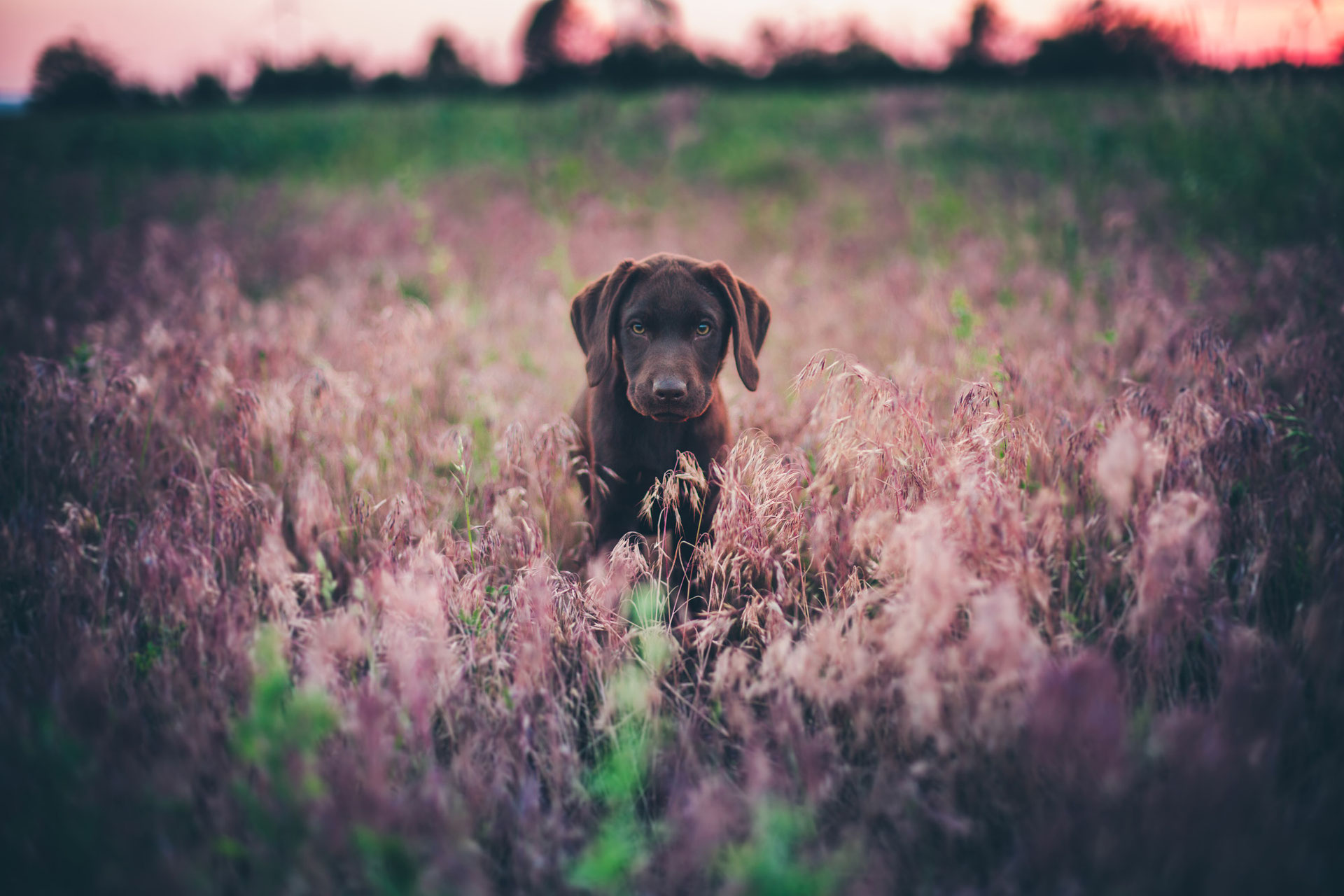 Aktueller Wurf Lightning Fast Labrador Retriever