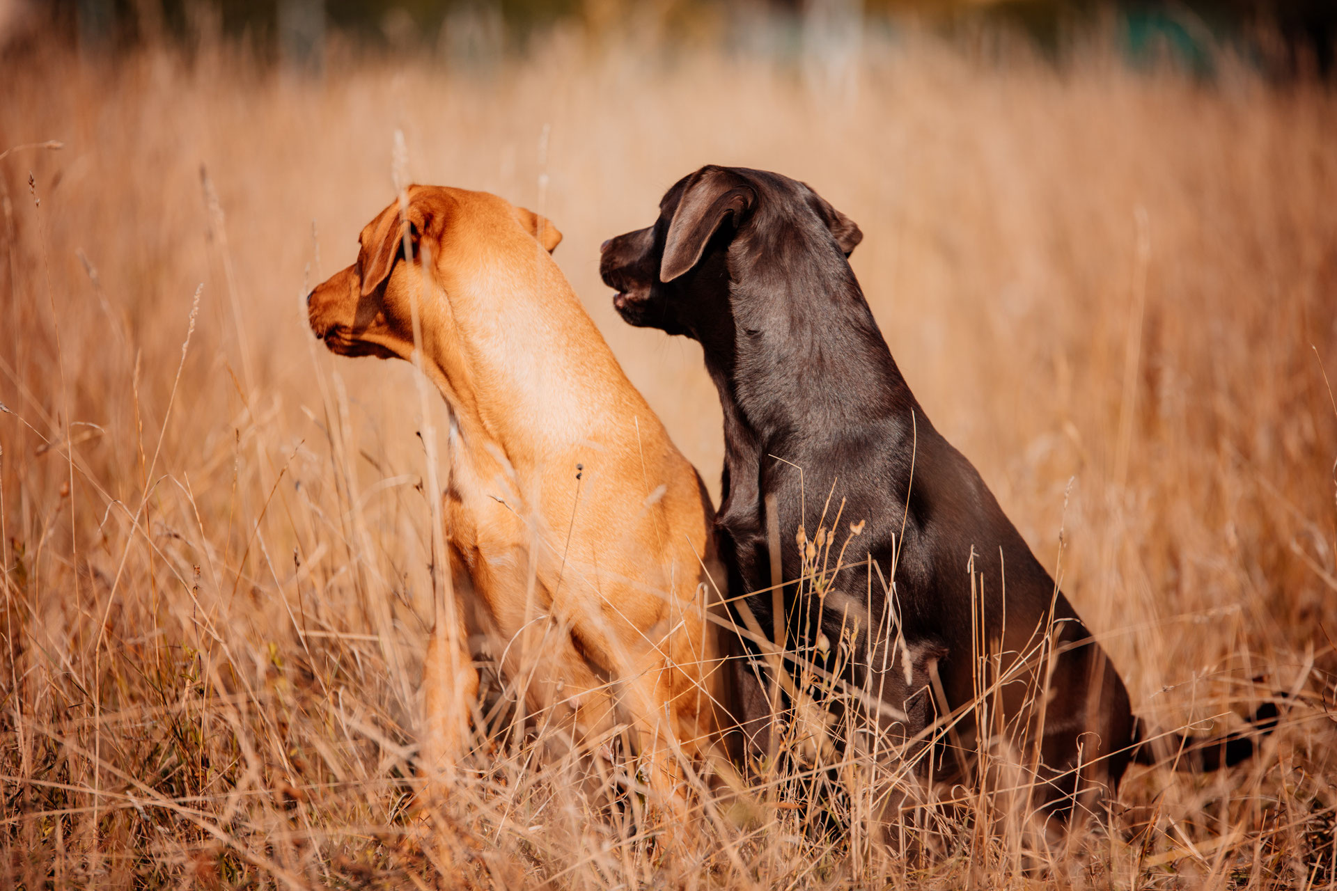 Der zweithund doppelte freude? Lightning Fast Labrador Retriever