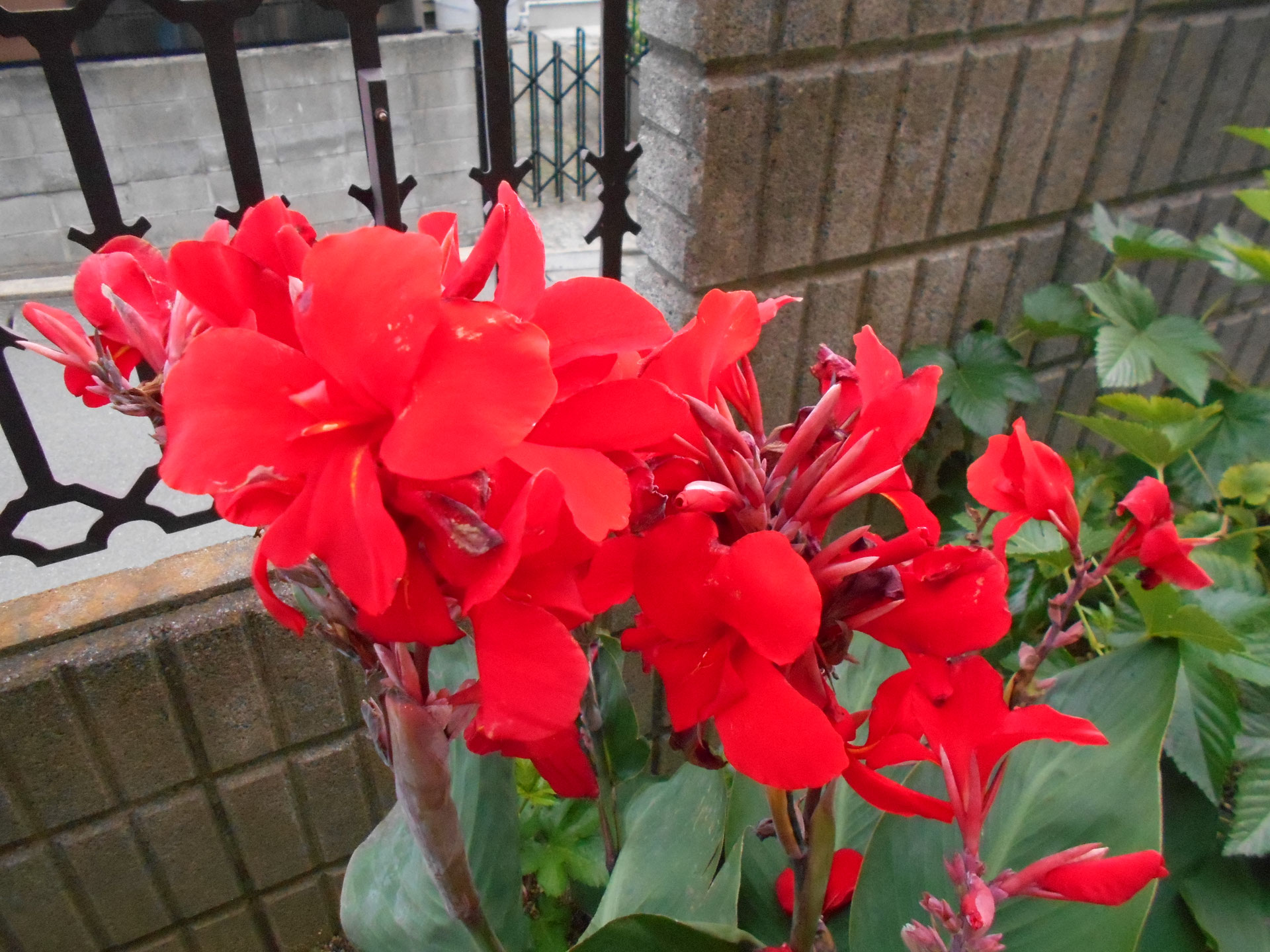 深紅の花 介護のことなら 銀の庵