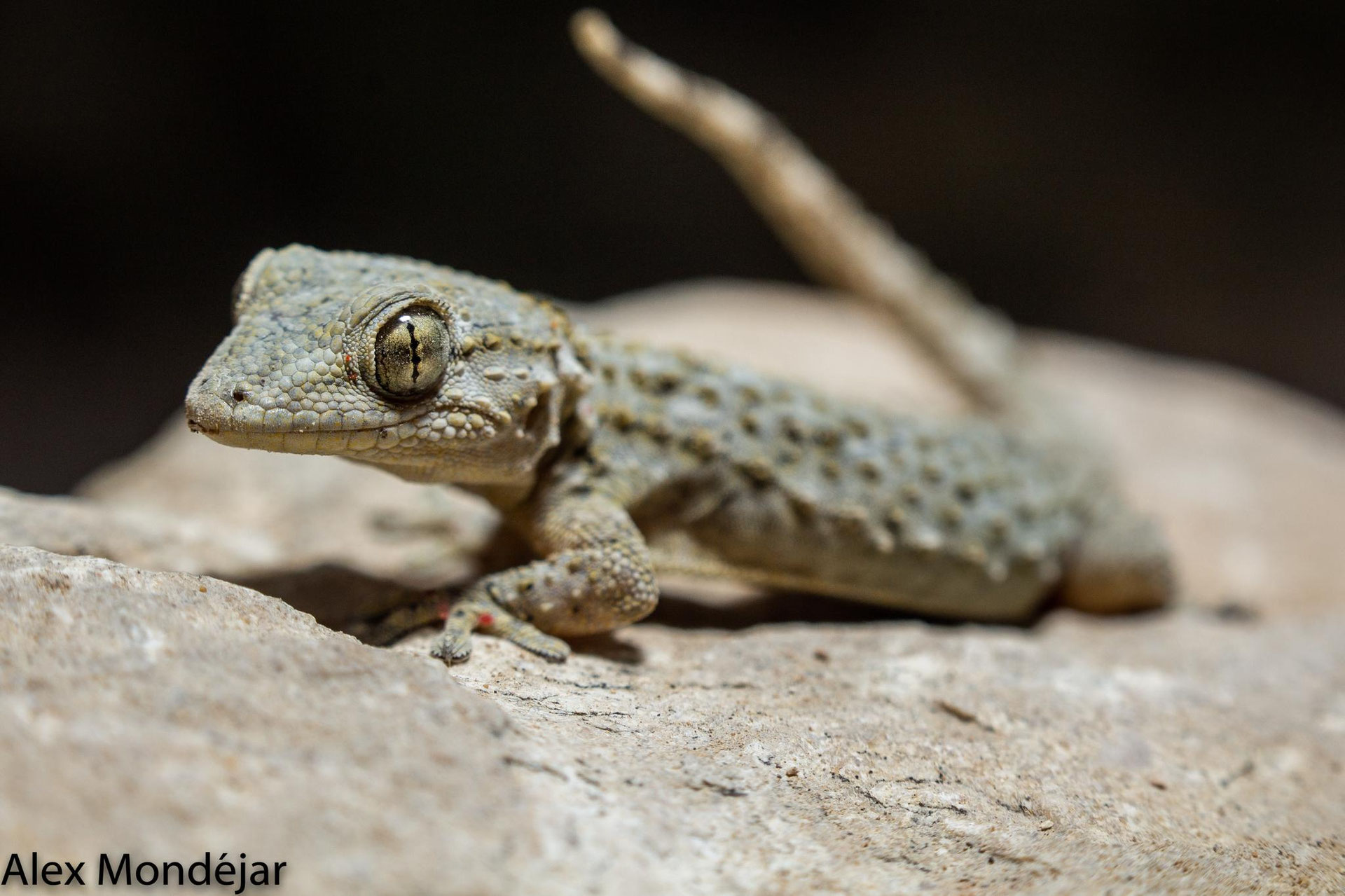 Tarentola mauritanica - Asociación Herpetológica Timon