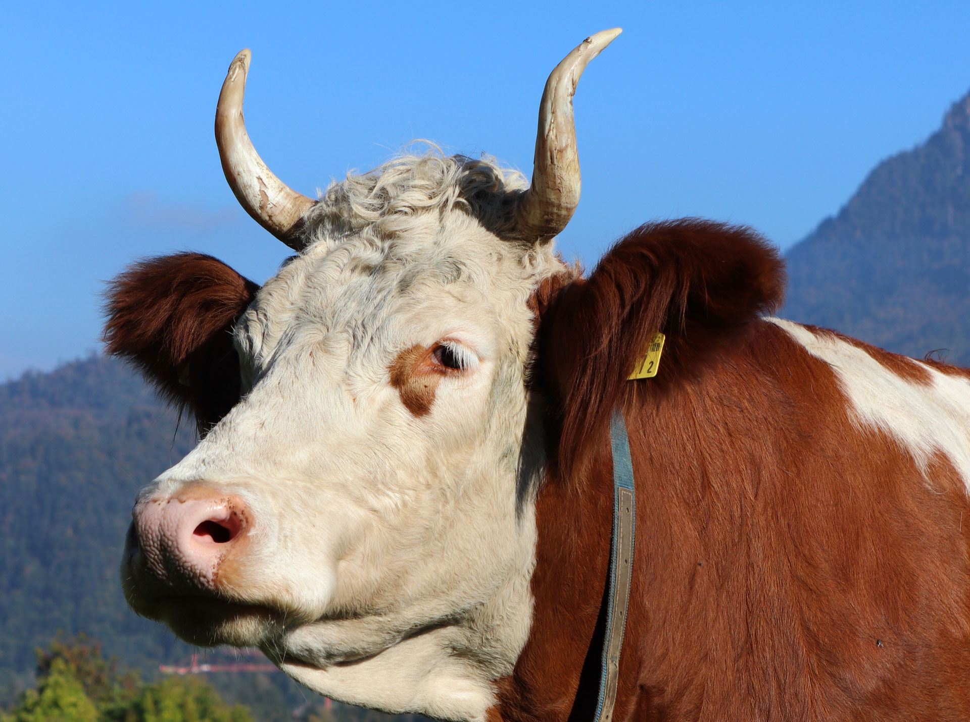 Eine Kuh mit Hörnern bietet einen sehr stolzen, majestätischen und  wundervollen Anblick - Hoflädeli, Regionale Produkte, Kuhleasing,  Patenschaft für Simmentaler Kühe mit Horn, Ferien ir Alphütte, Erholung und  Ruhe in der Natur.