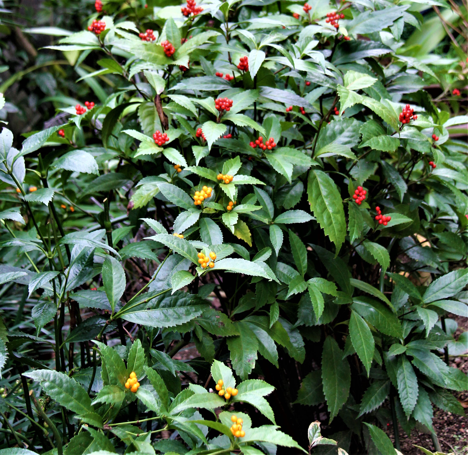 面影〜芍薬とダリアの花籠〜 面影〜芍薬とダリアの花籠〜