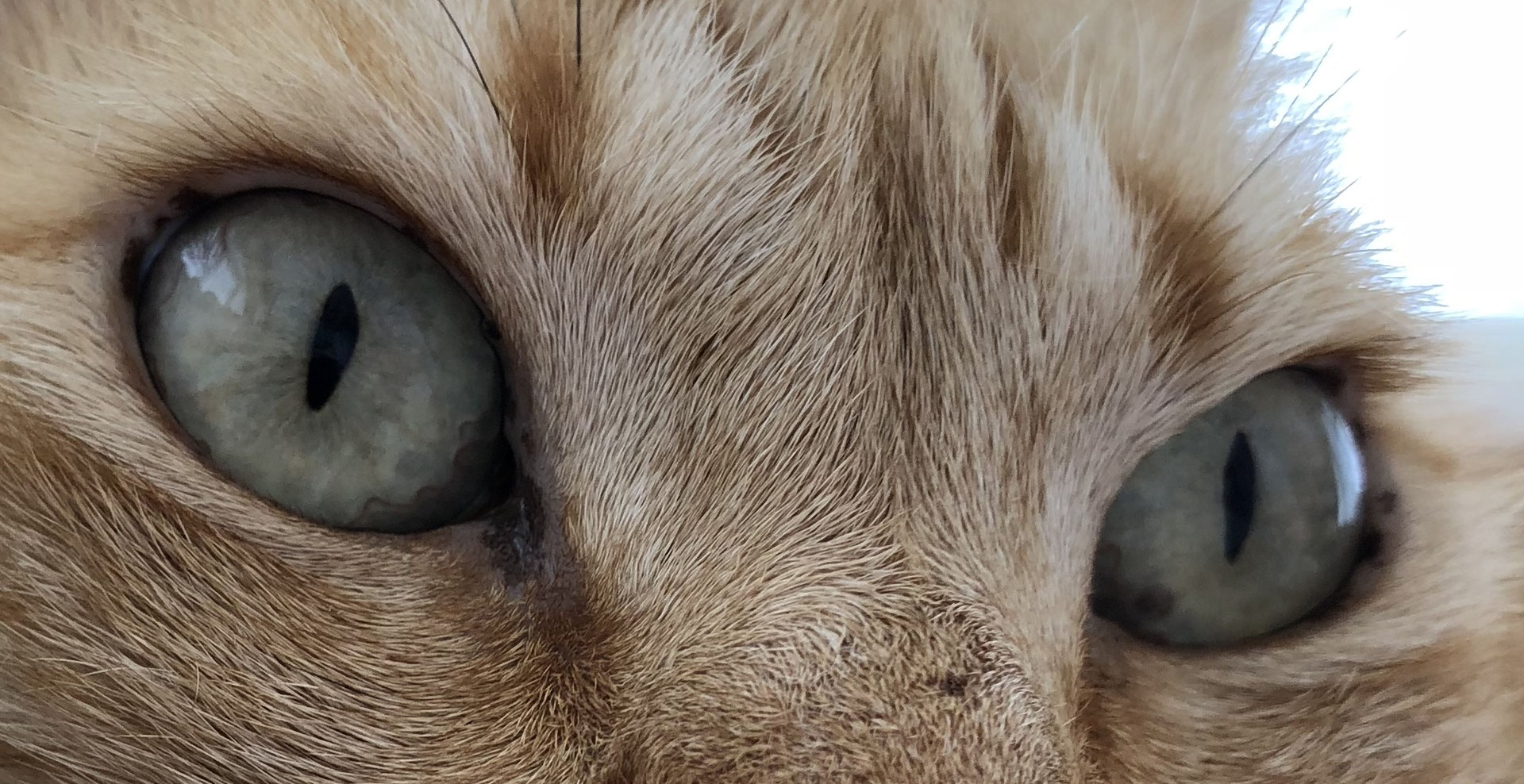 Katze Augen Nickhaut Sichtbar Augen DE