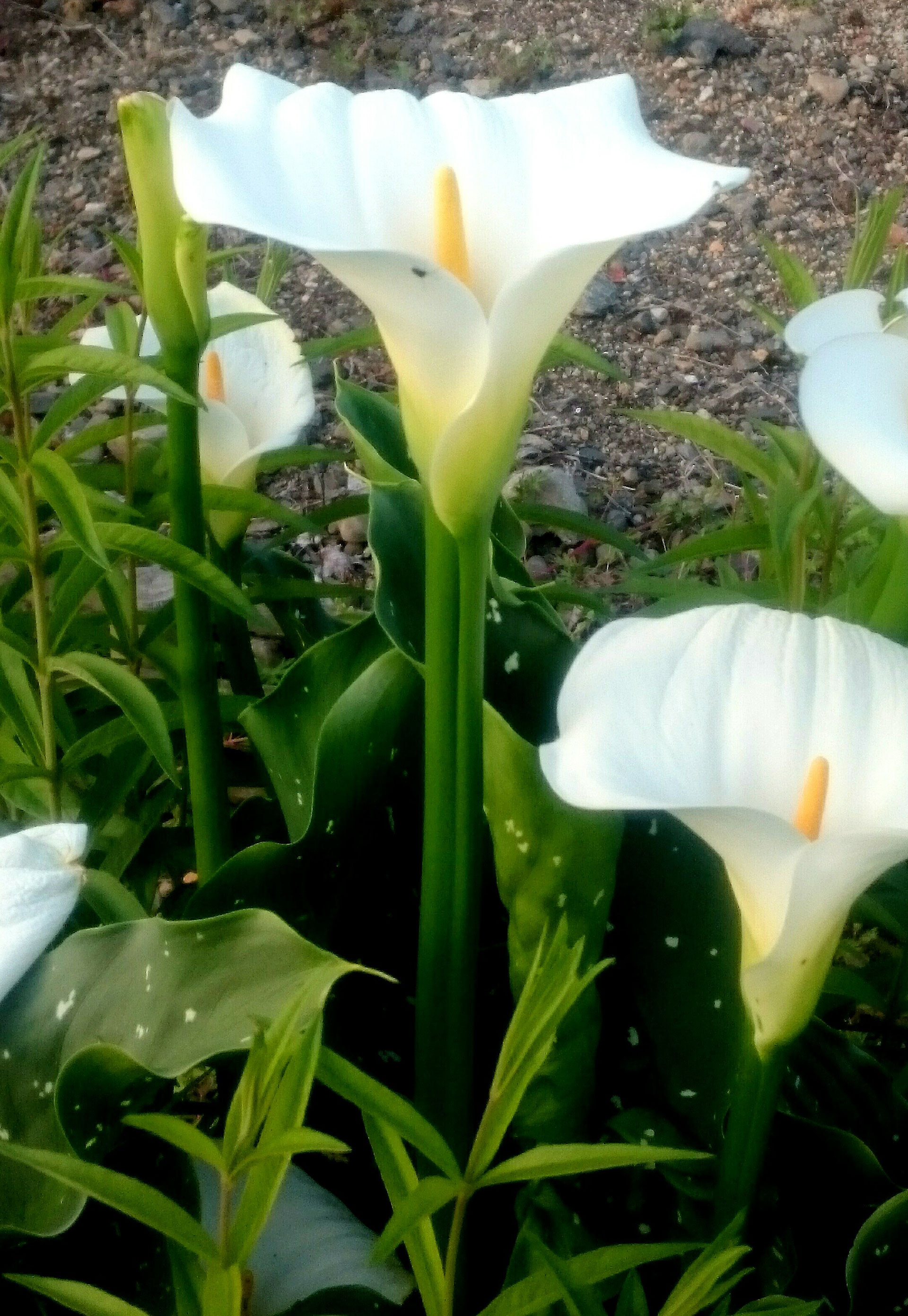 ６月のフラワーエッセンスの花 近縁種の開花情報 その４ Elsフラワーエッセンススクール
