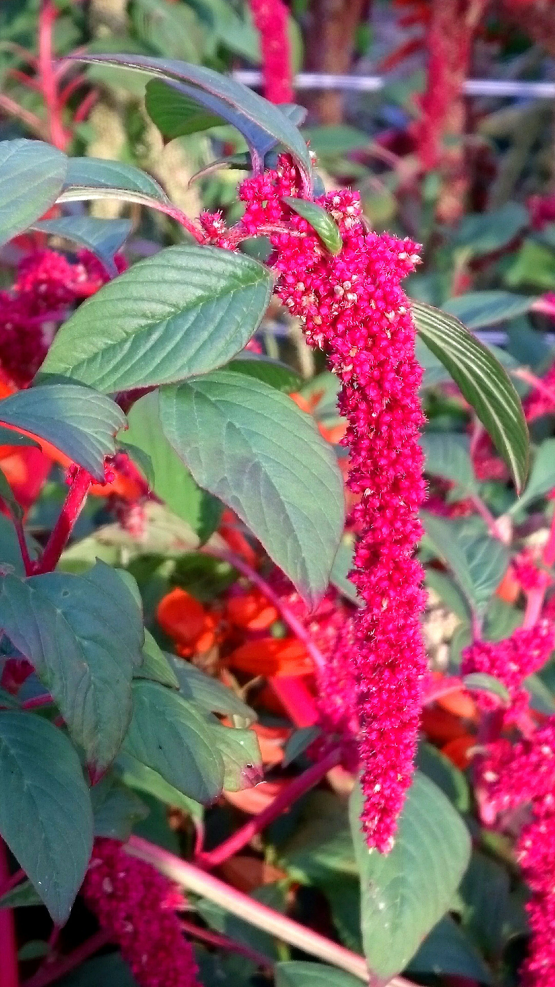 無料印刷可能amaranth 意味 最高の花の画像 無料印刷可能amaranth 意味 最高の花の画像