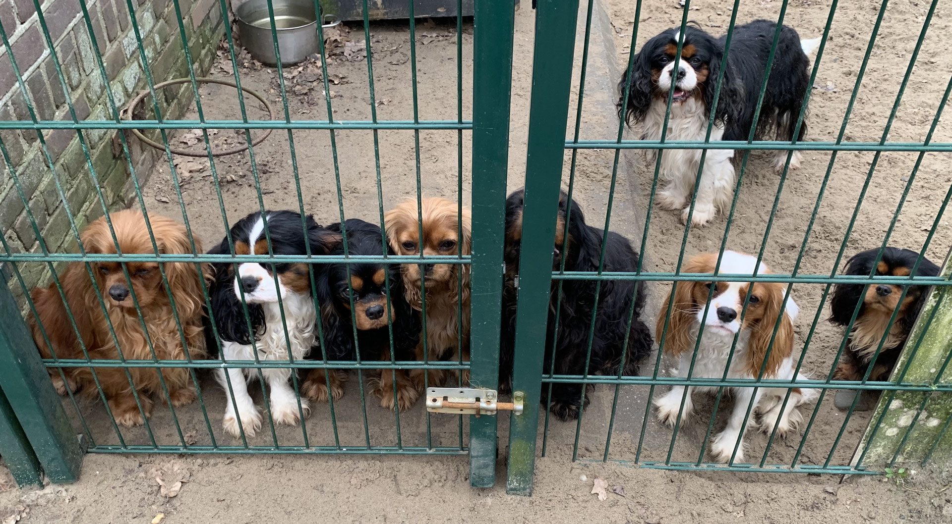 Foto,s Cavalier kennel From the Springfarm