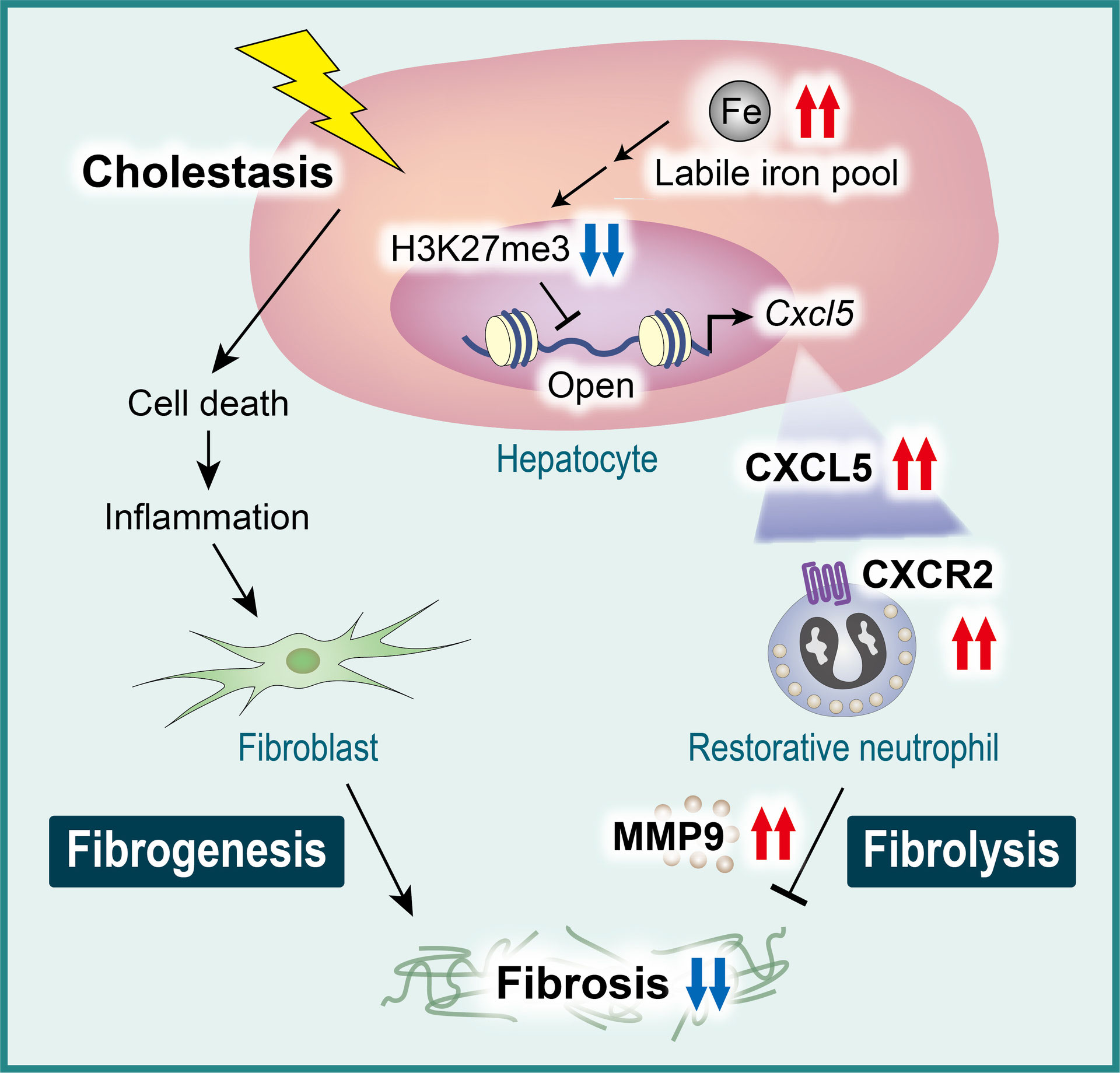 中医伝統流派の系譜 中医伝統流派の系譜 中医伝統流派の系譜 | 黄煌, 柴崎瑛子 |